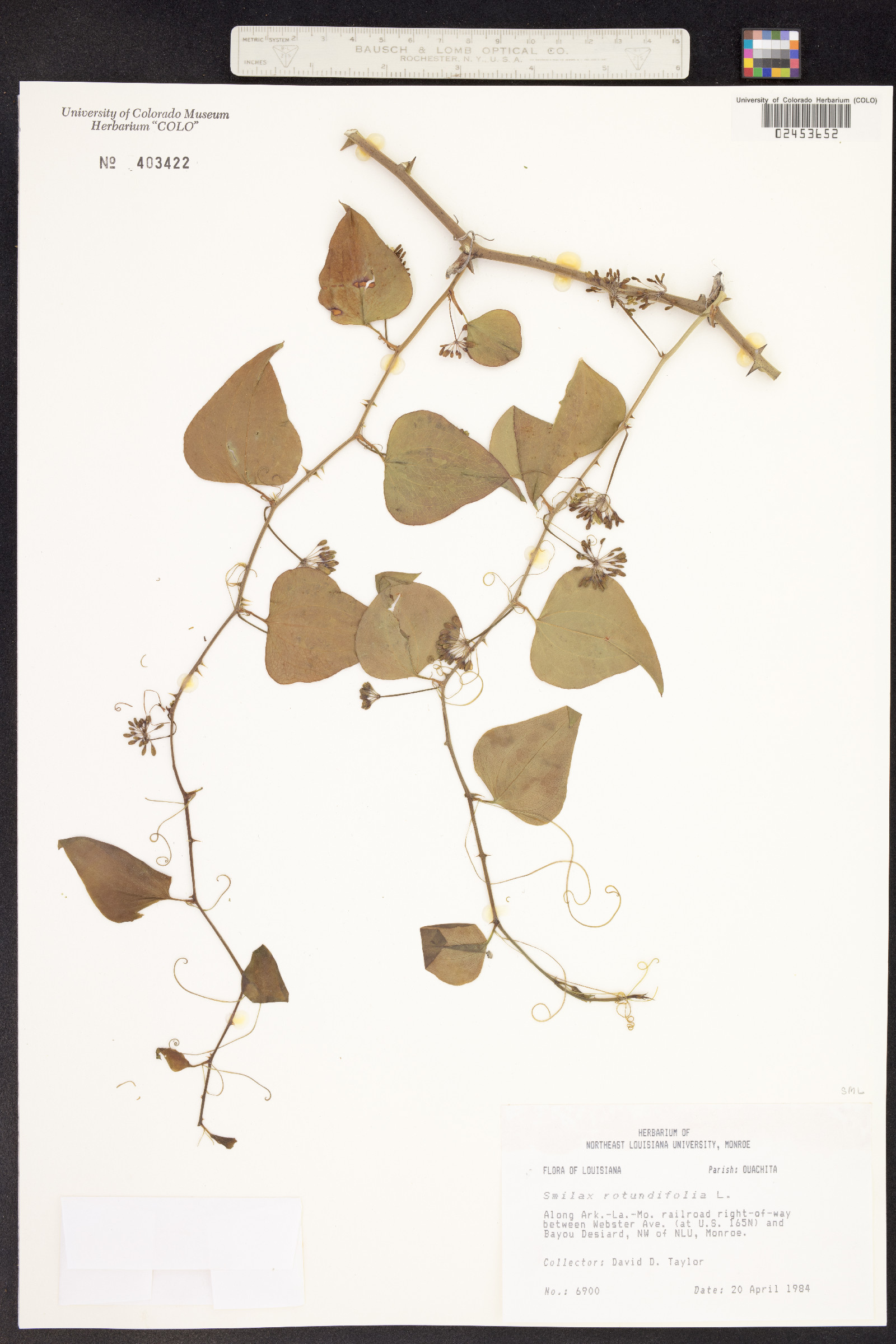 Smilax rotundifolia image