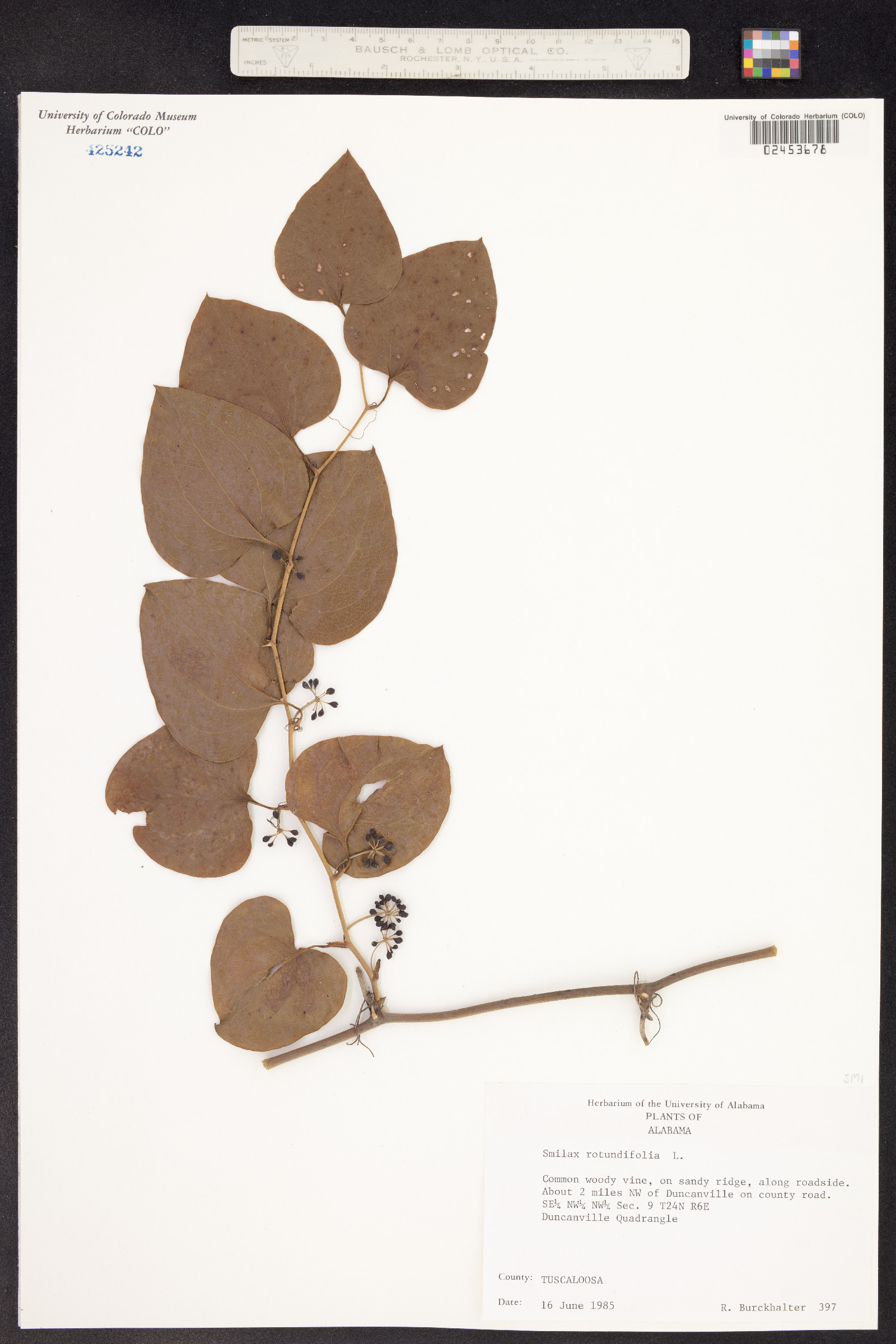 Smilax rotundifolia image