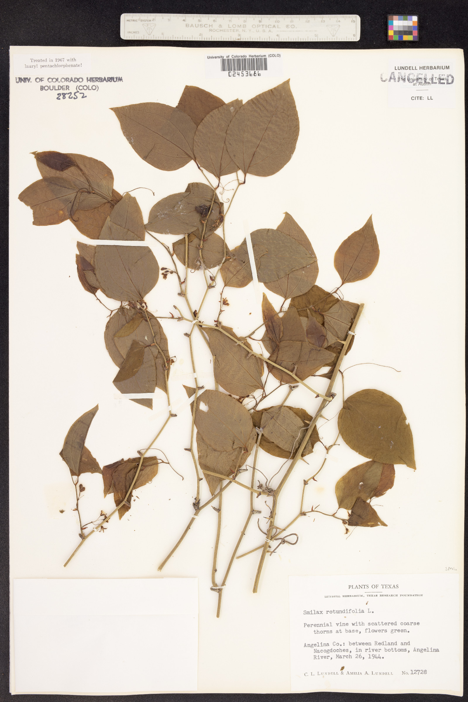 Smilax rotundifolia image