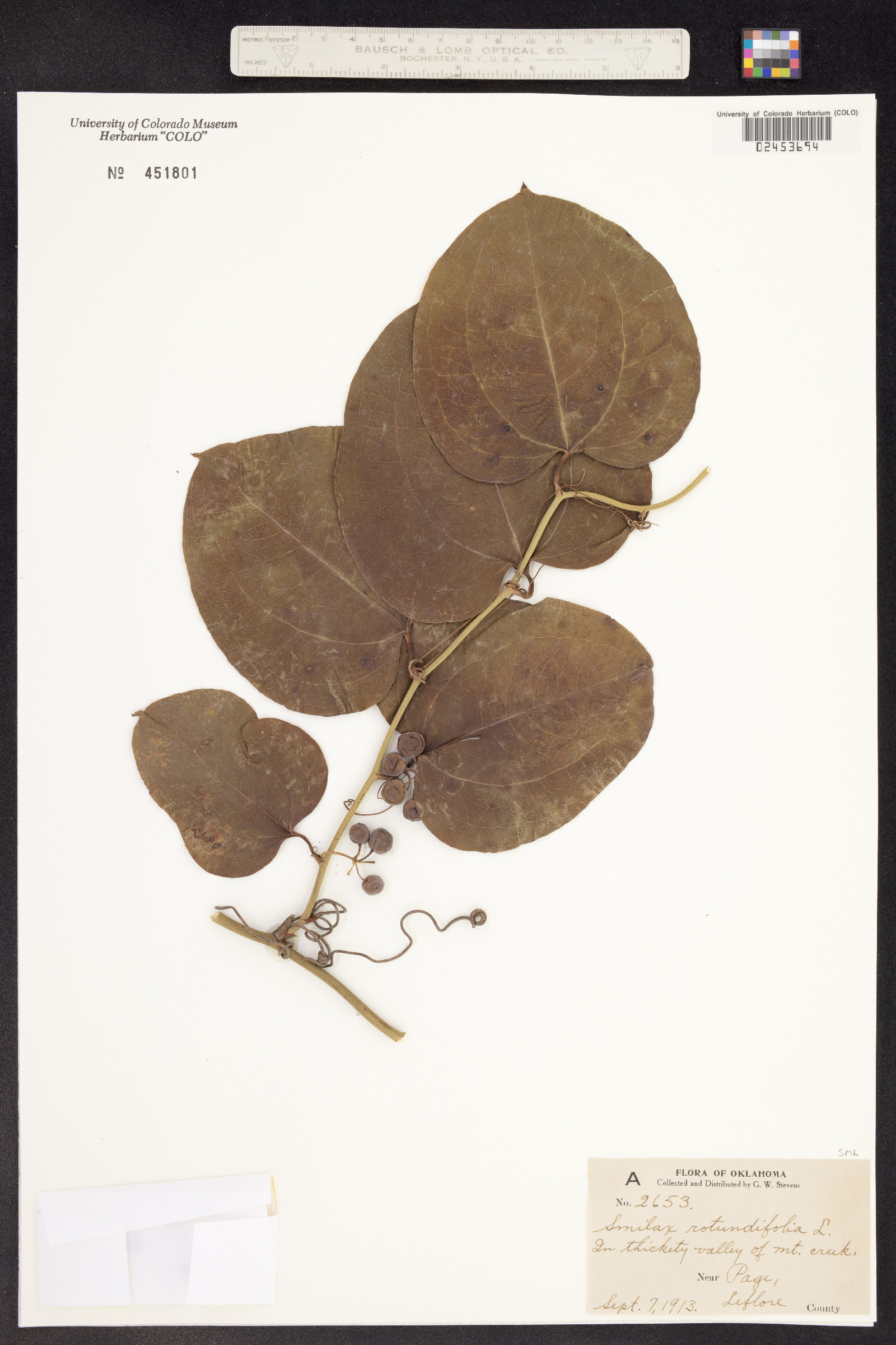 Smilax rotundifolia image
