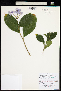 Image of Brunfelsia grandiflora