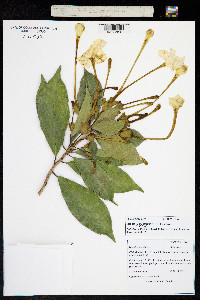 Brunfelsia plicata image