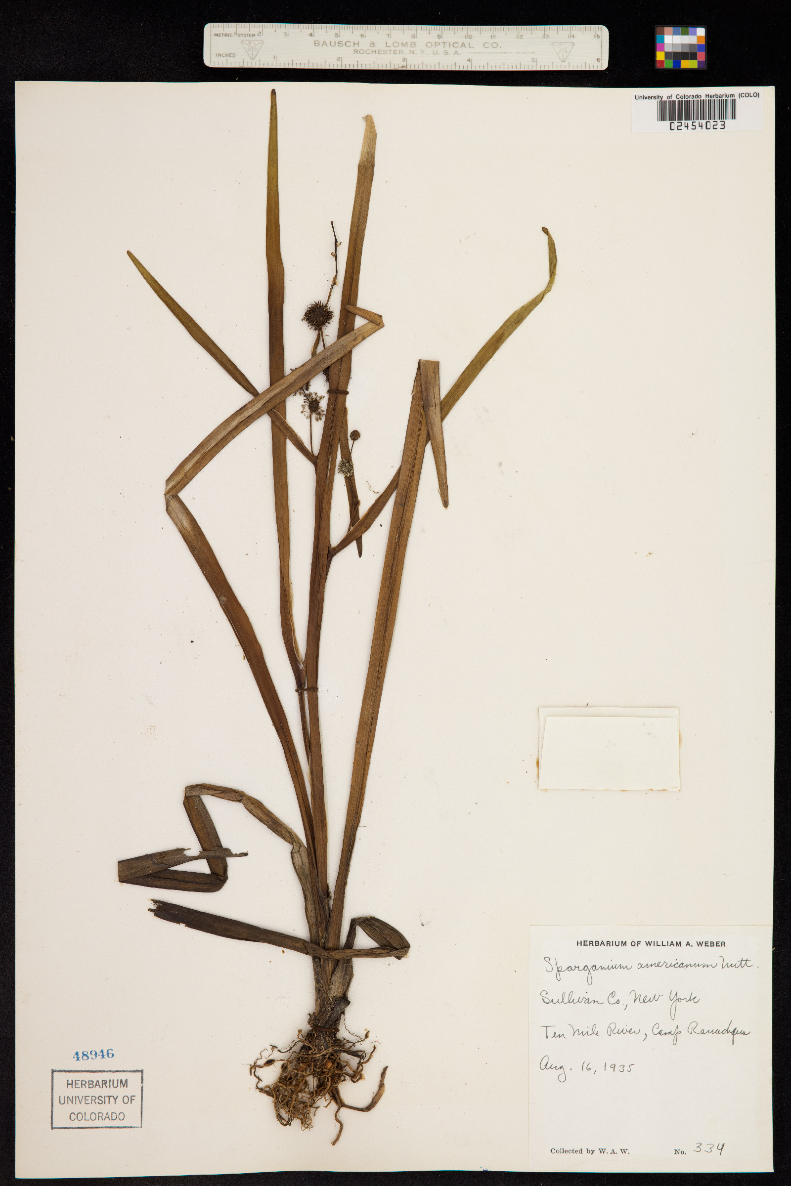 Sparganium americanum image