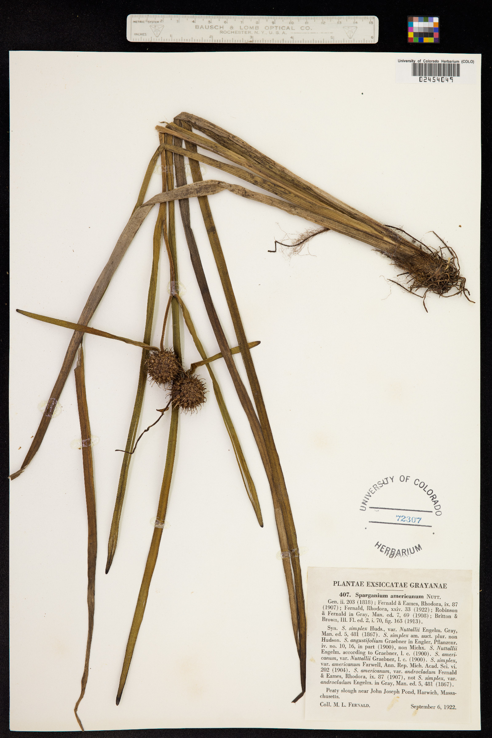 Sparganium americanum image