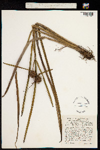 Image of Sparganium americanum