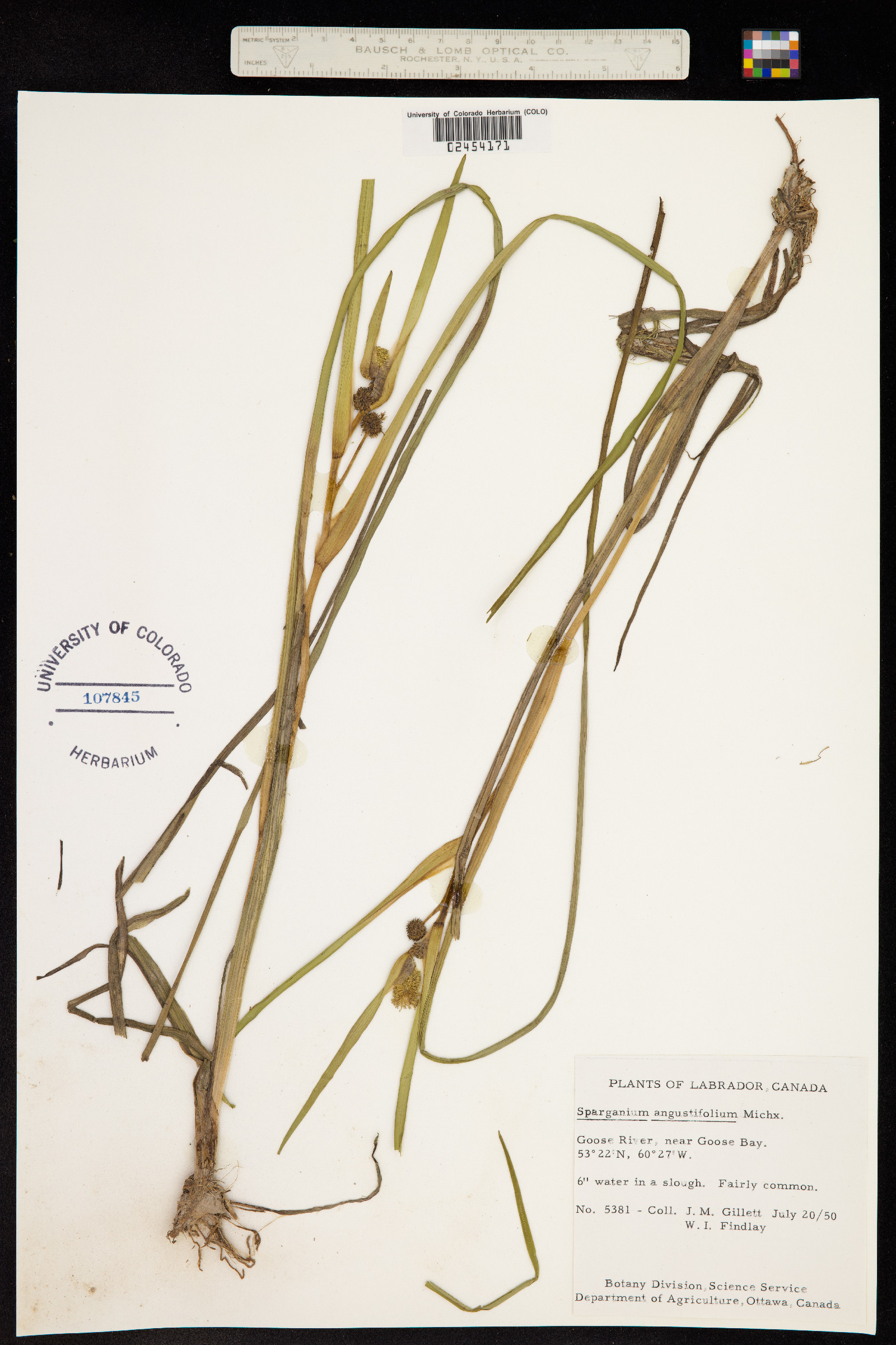 Sparganium angustifolium image