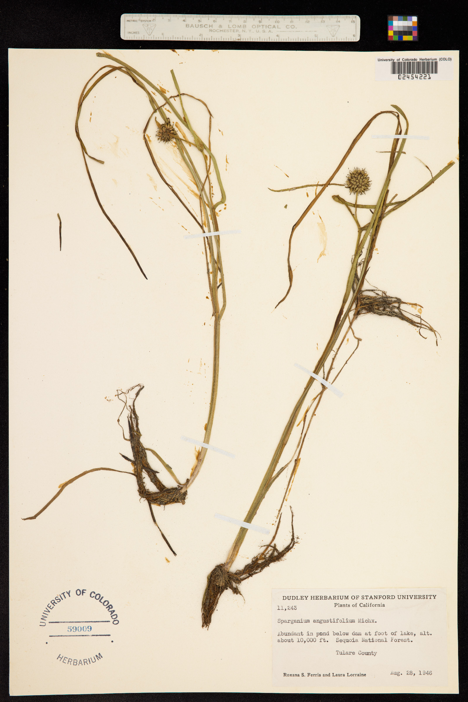 Sparganium angustifolium image