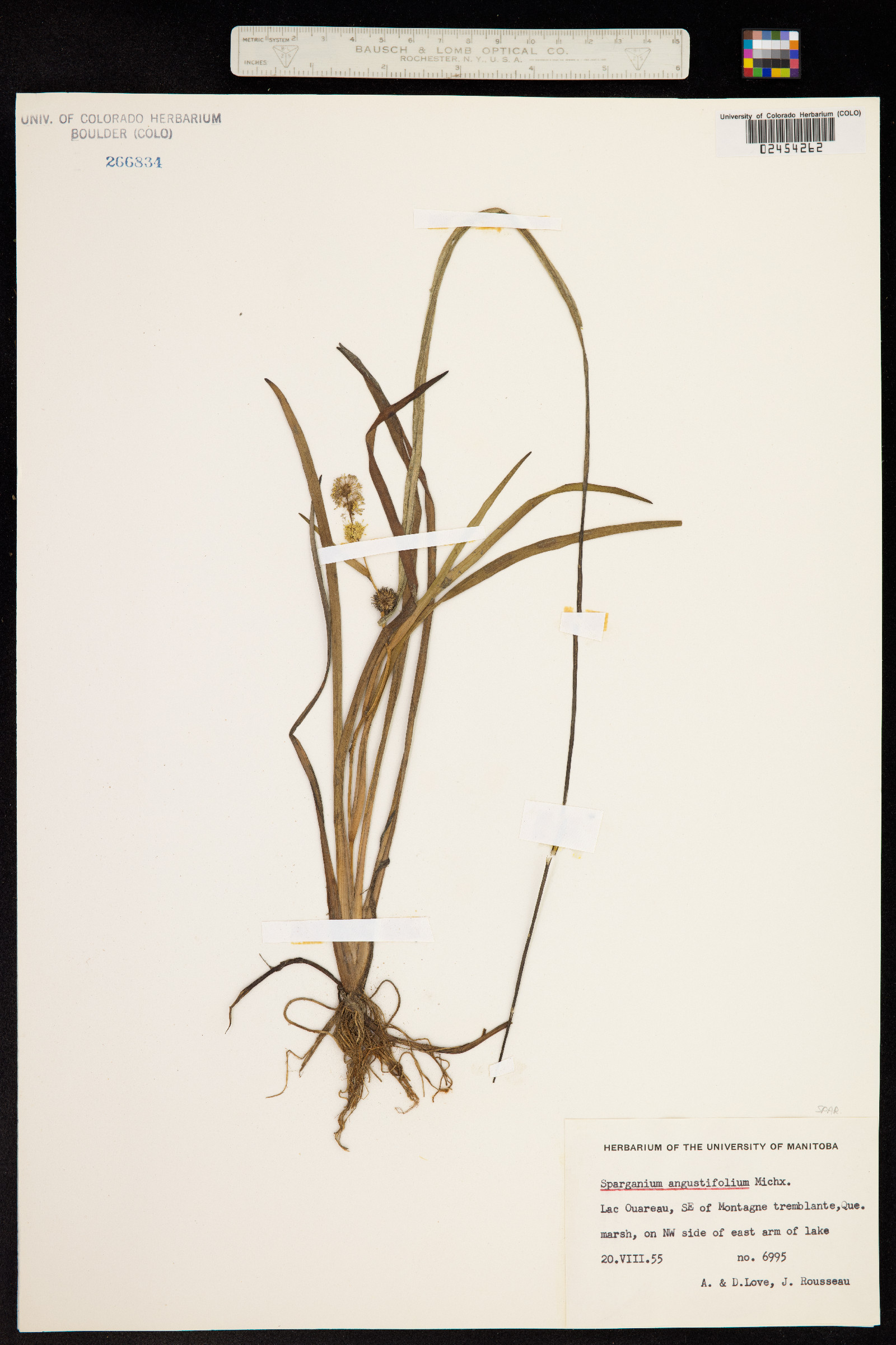 Sparganium image