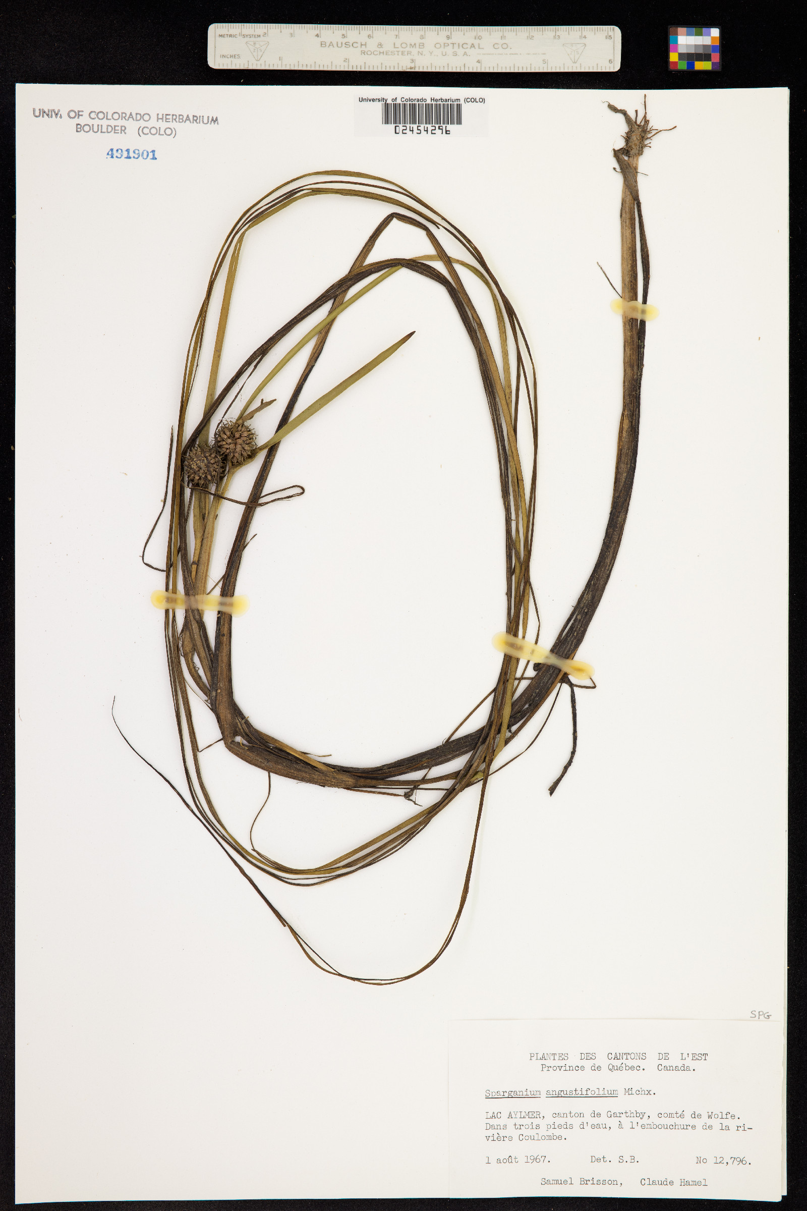 Sparganium angustifolium image