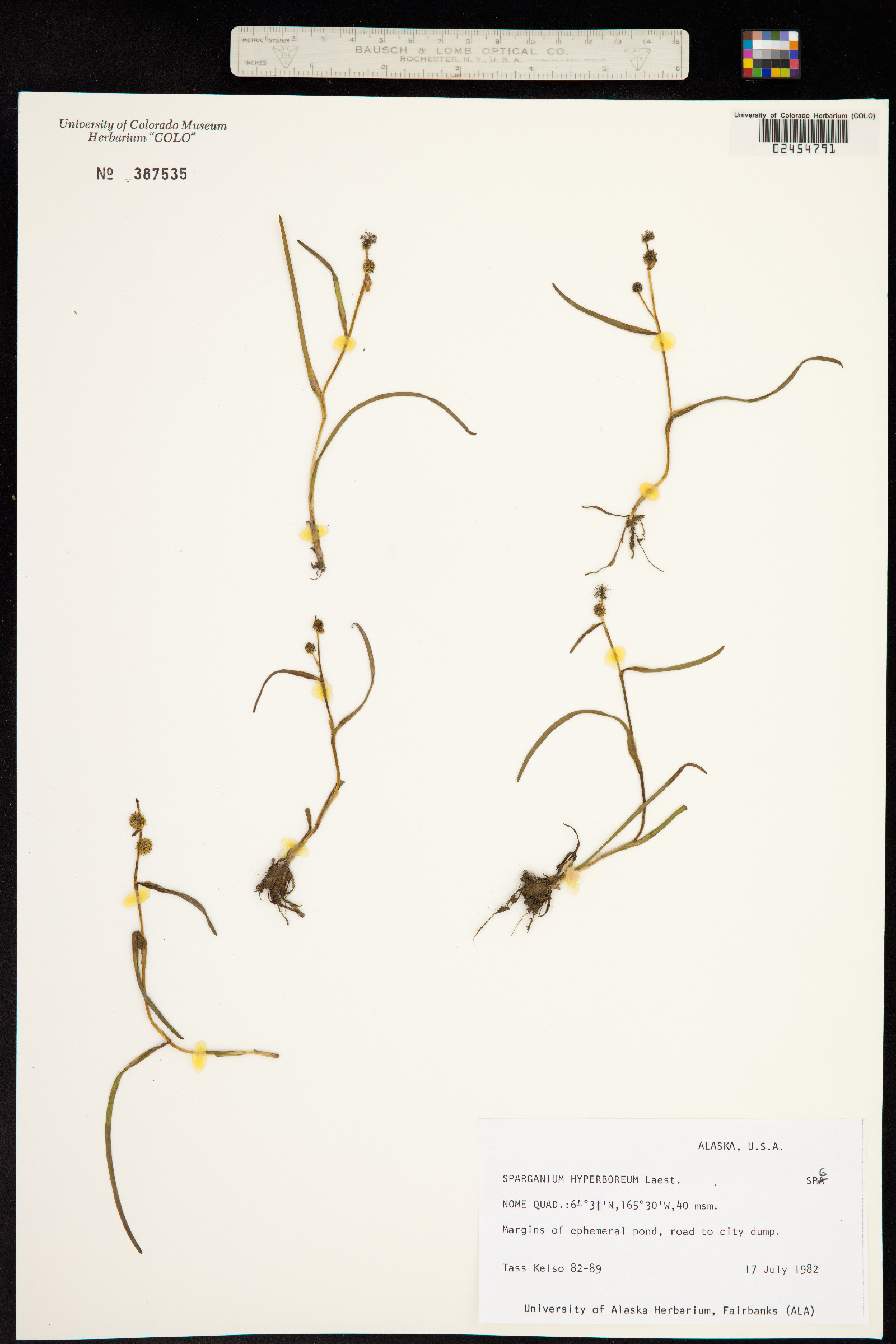 Sparganium image