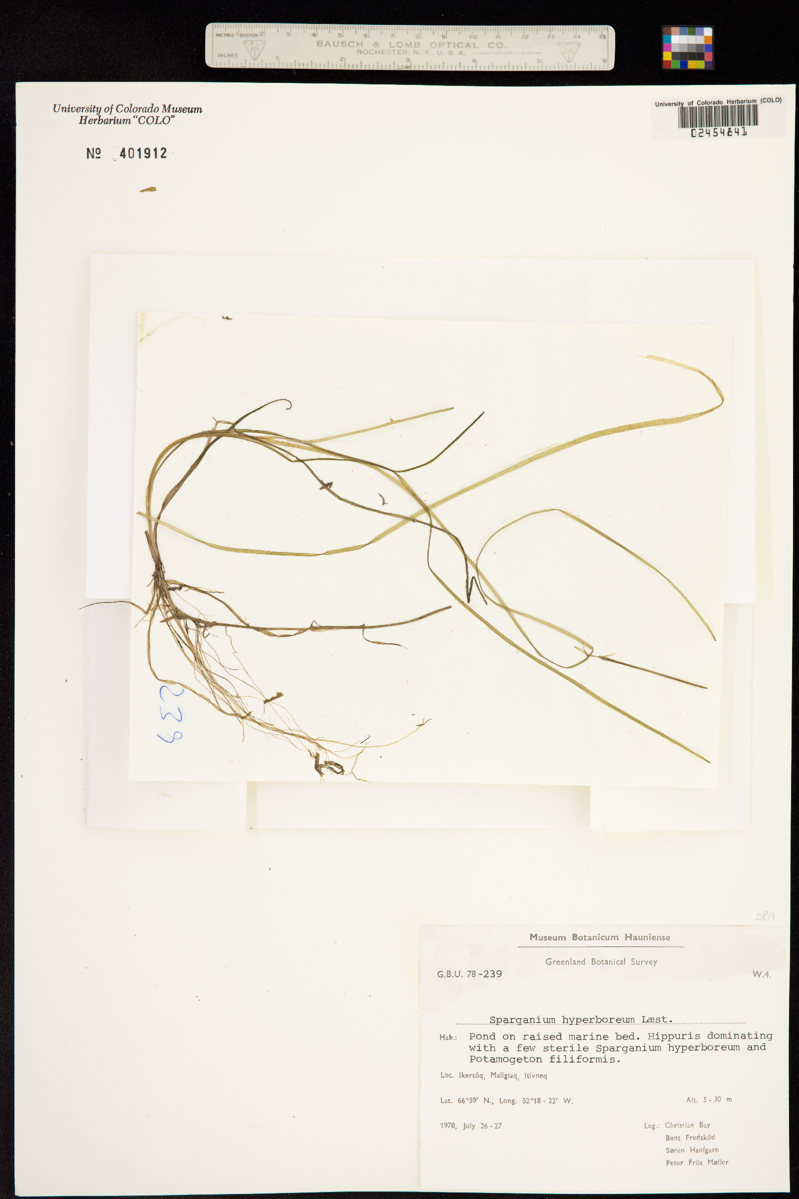 Sparganium hyperboreum image