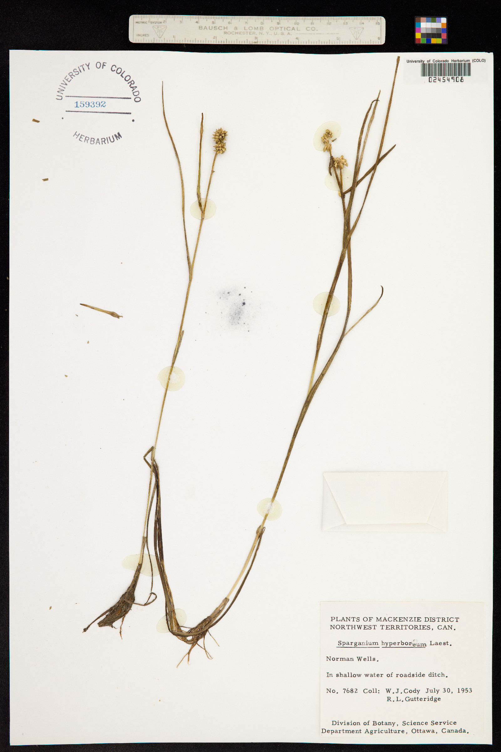 Sparganium hyperboreum image