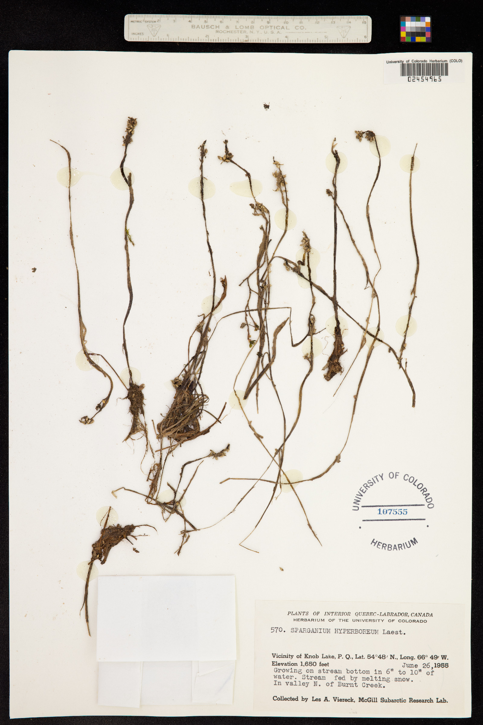 Sparganium hyperboreum image