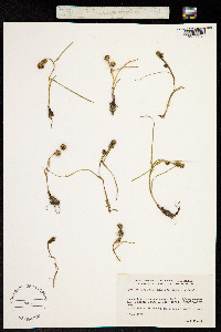 Sparganium hyperboreum image