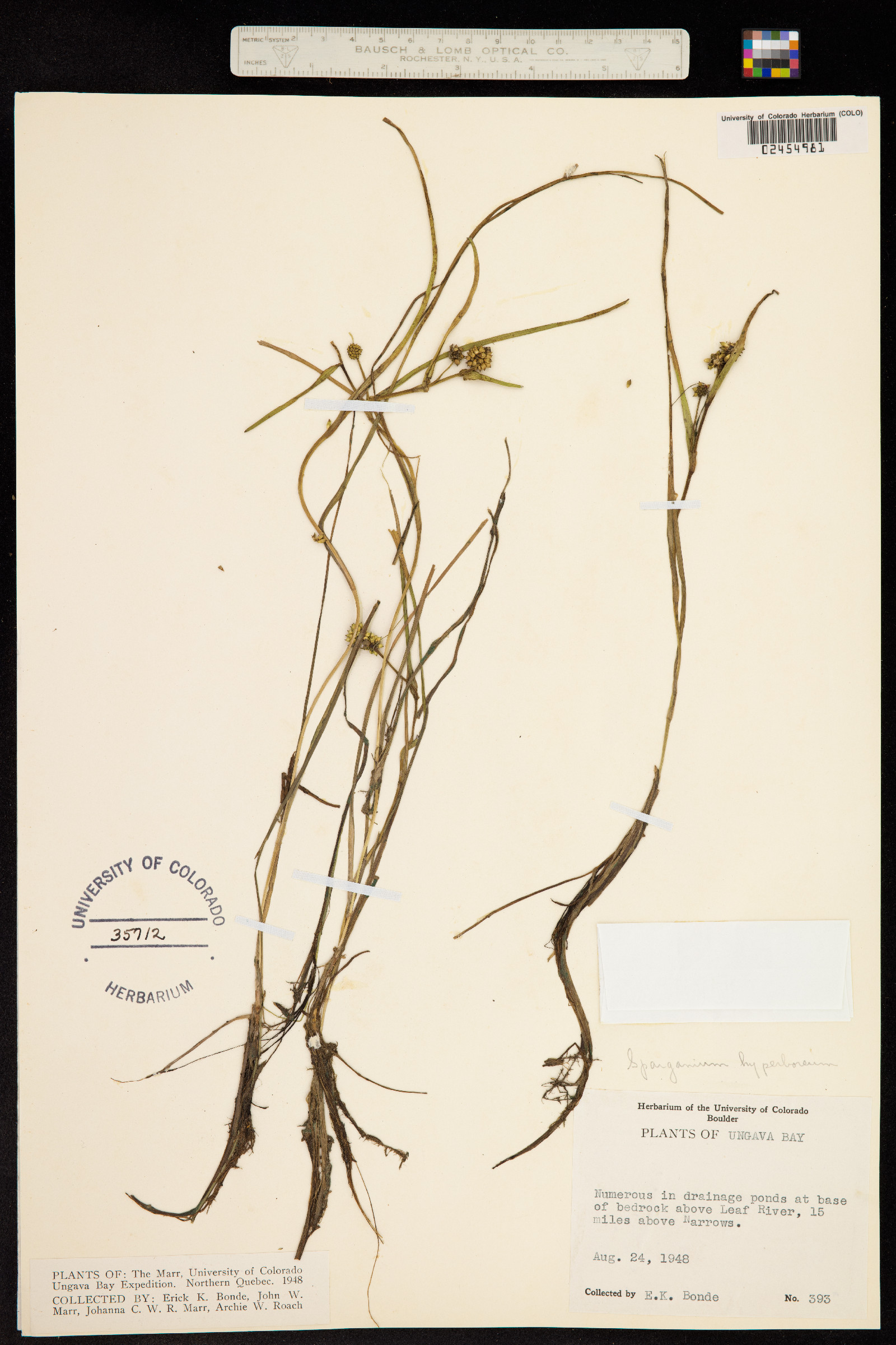 Sparganium hyperboreum image