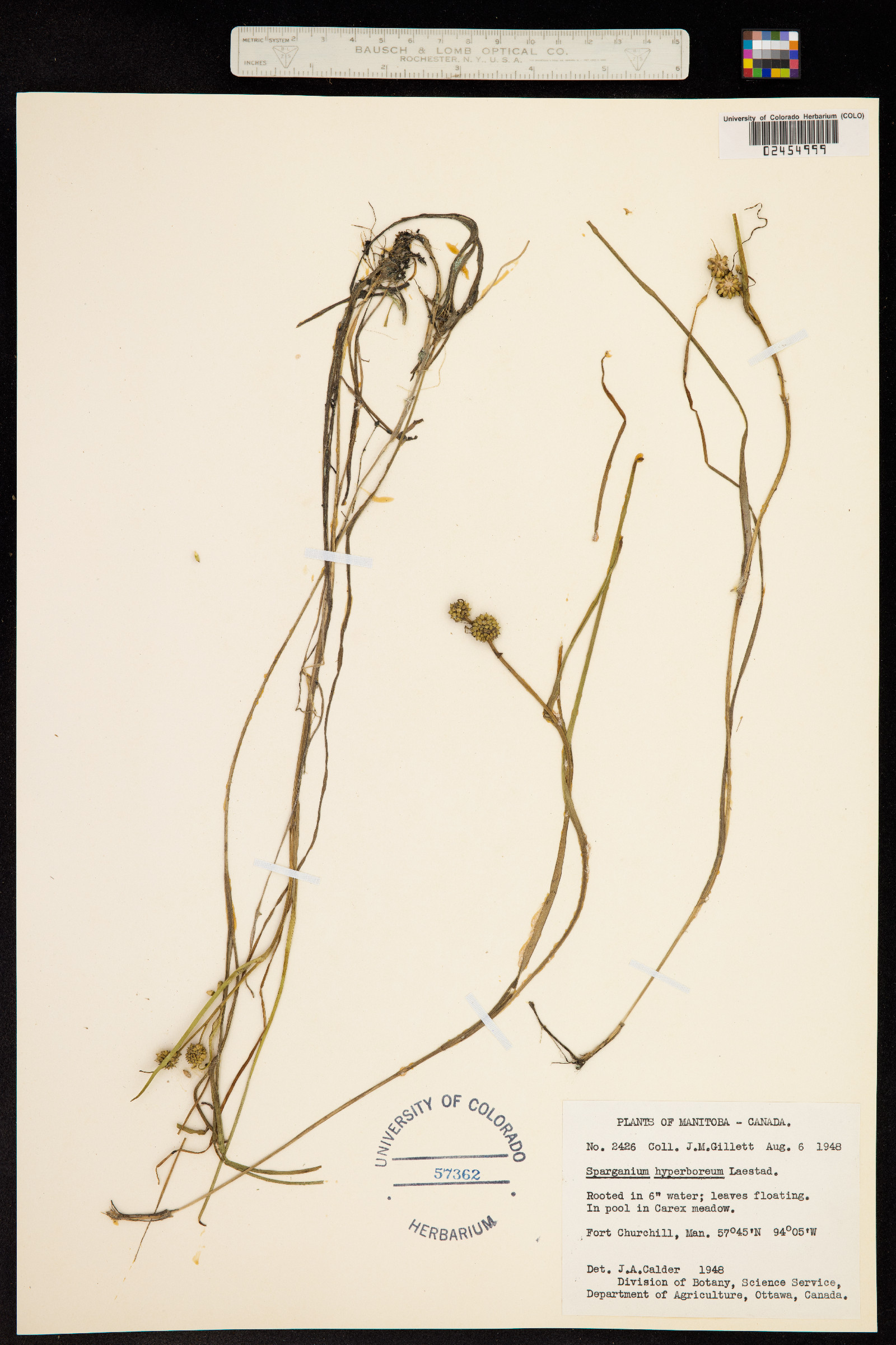 Sparganium hyperboreum image