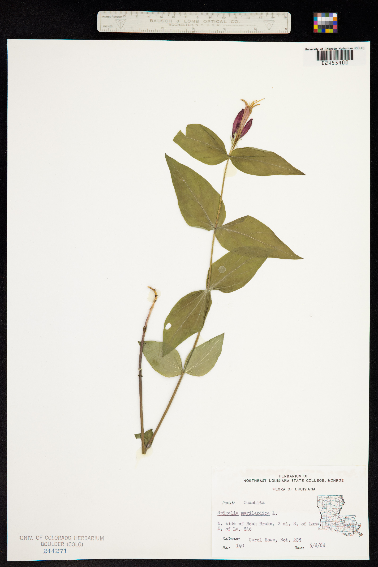 Spigelia marilandica image