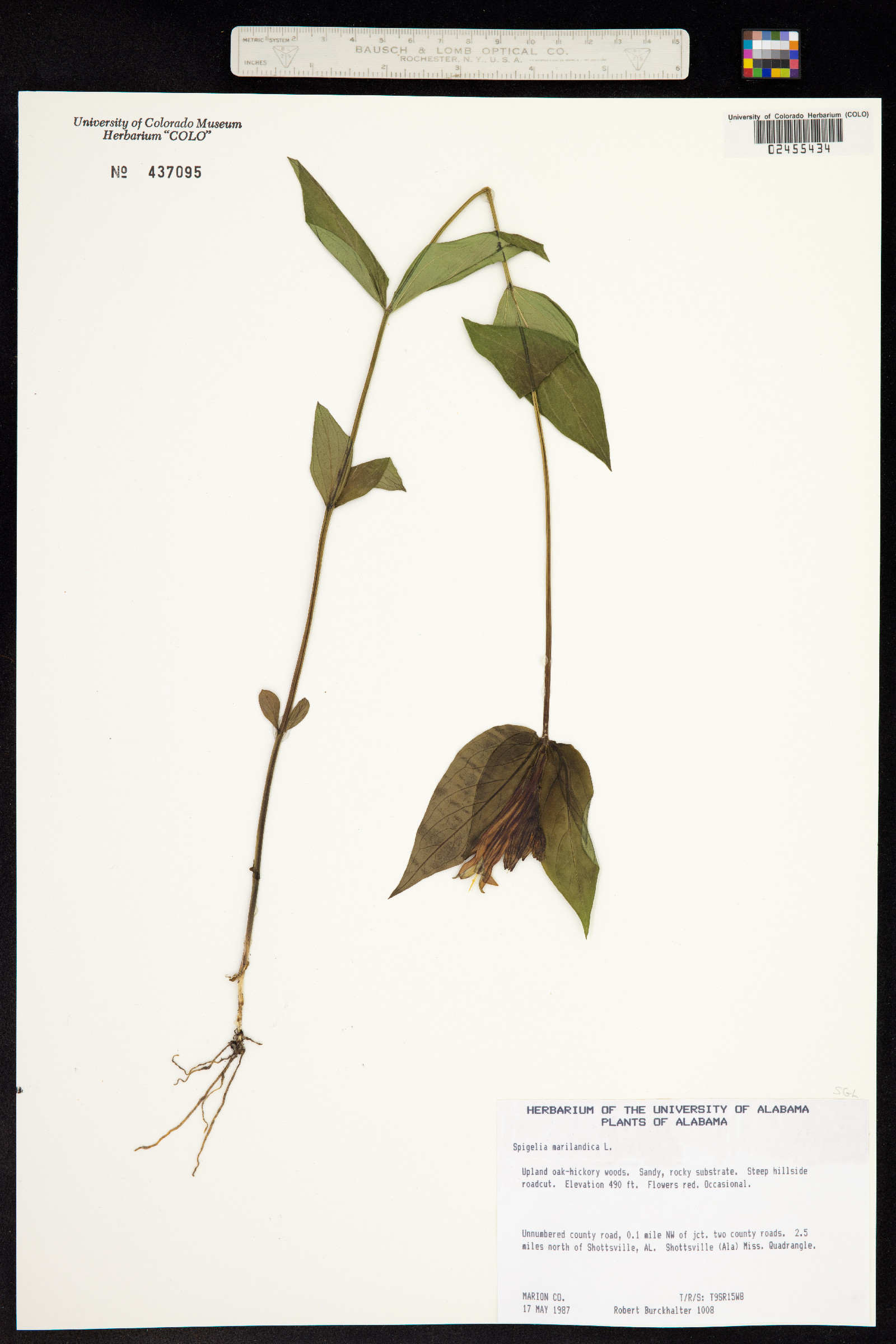 Spigelia marilandica image