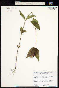 Image of Spigelia marilandica
