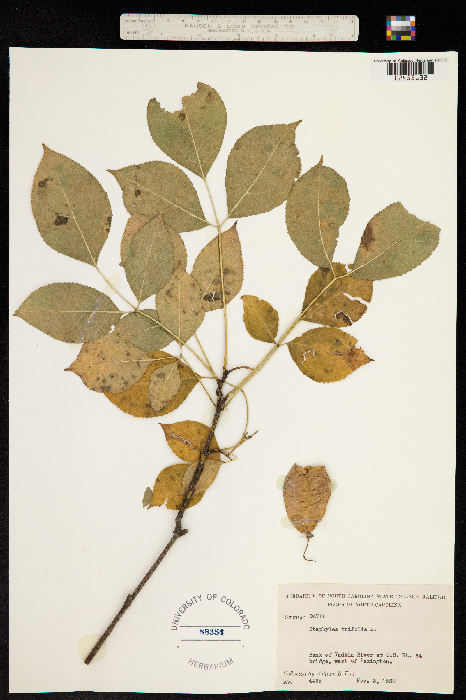 Staphylea trifoliata image