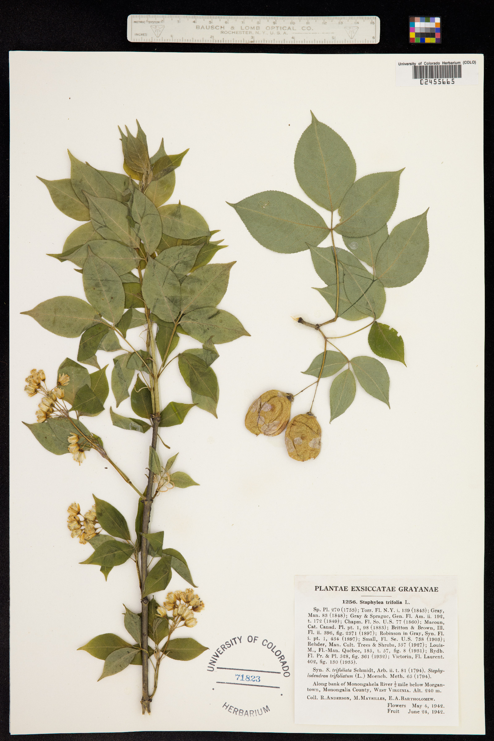 Staphylea trifolia image