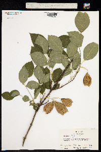 Image of Staphylea trifolia