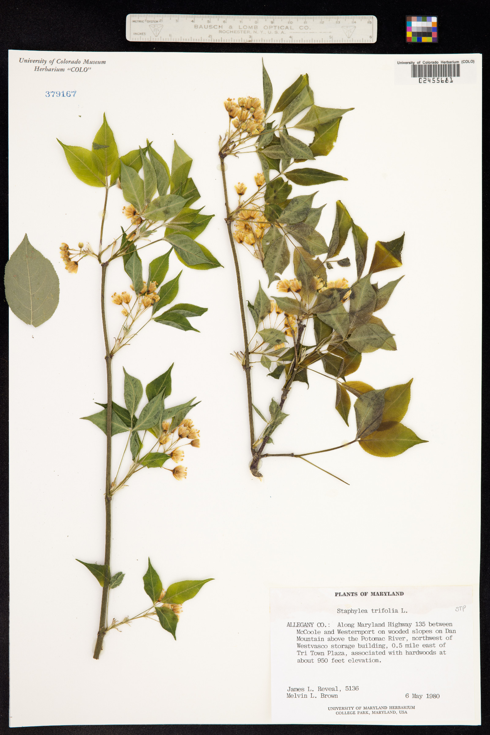 Staphylea trifolia image