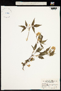 Staphylea bumalda image