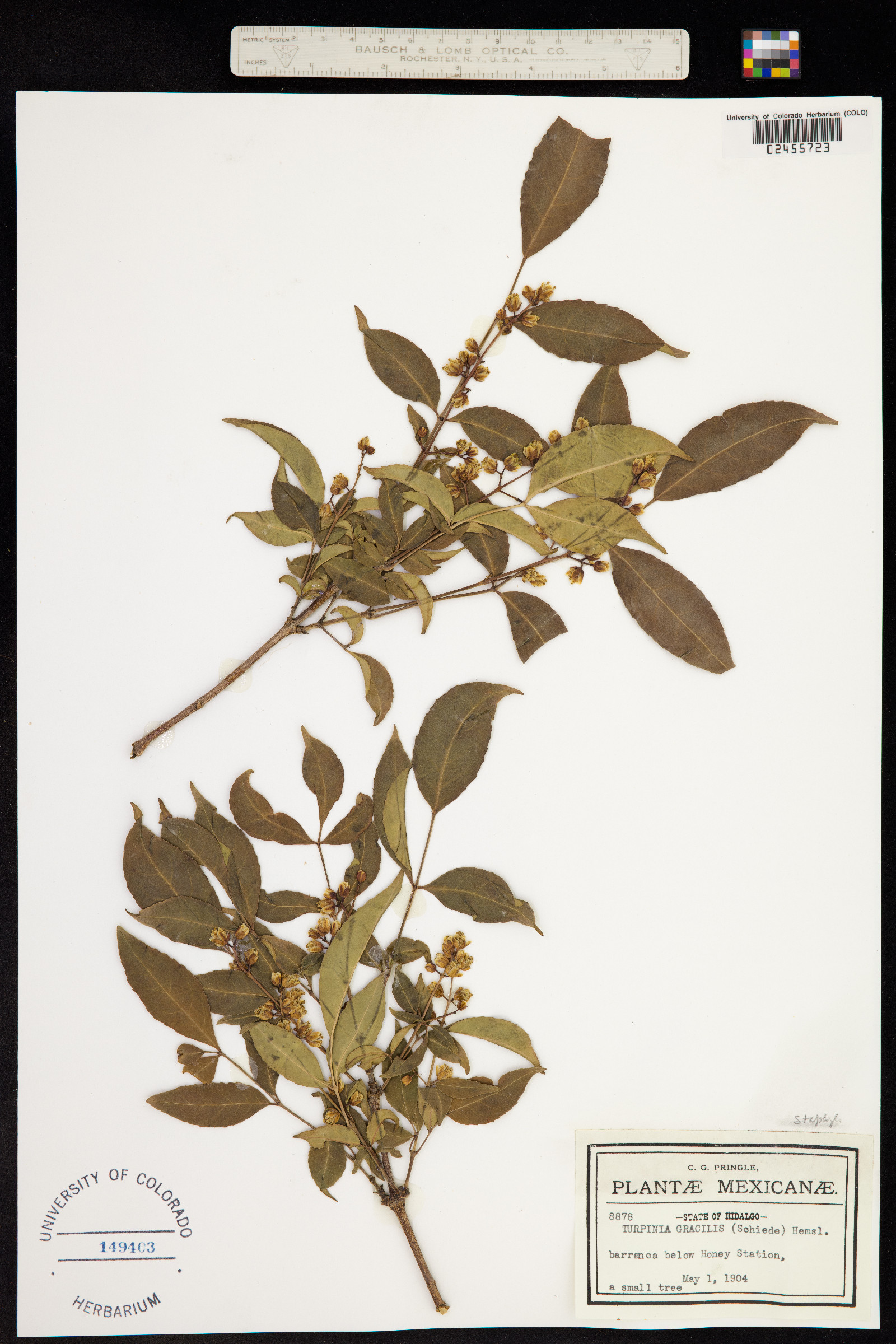 Turpinia gracilis image