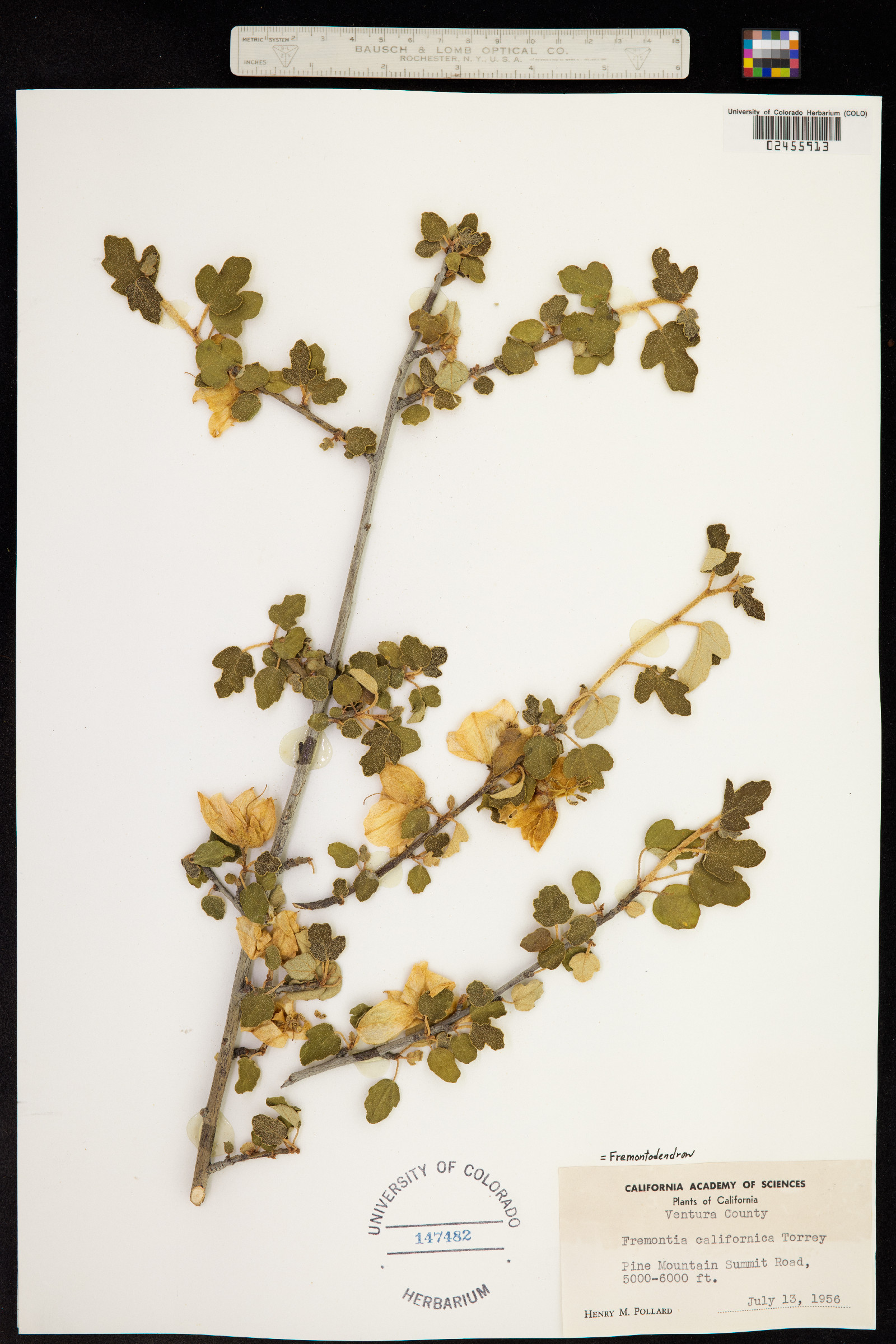 Fremontodendron californicum image