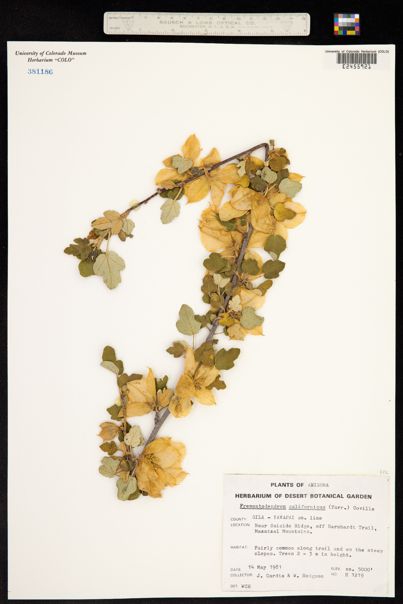 Fremontodendron californicum image