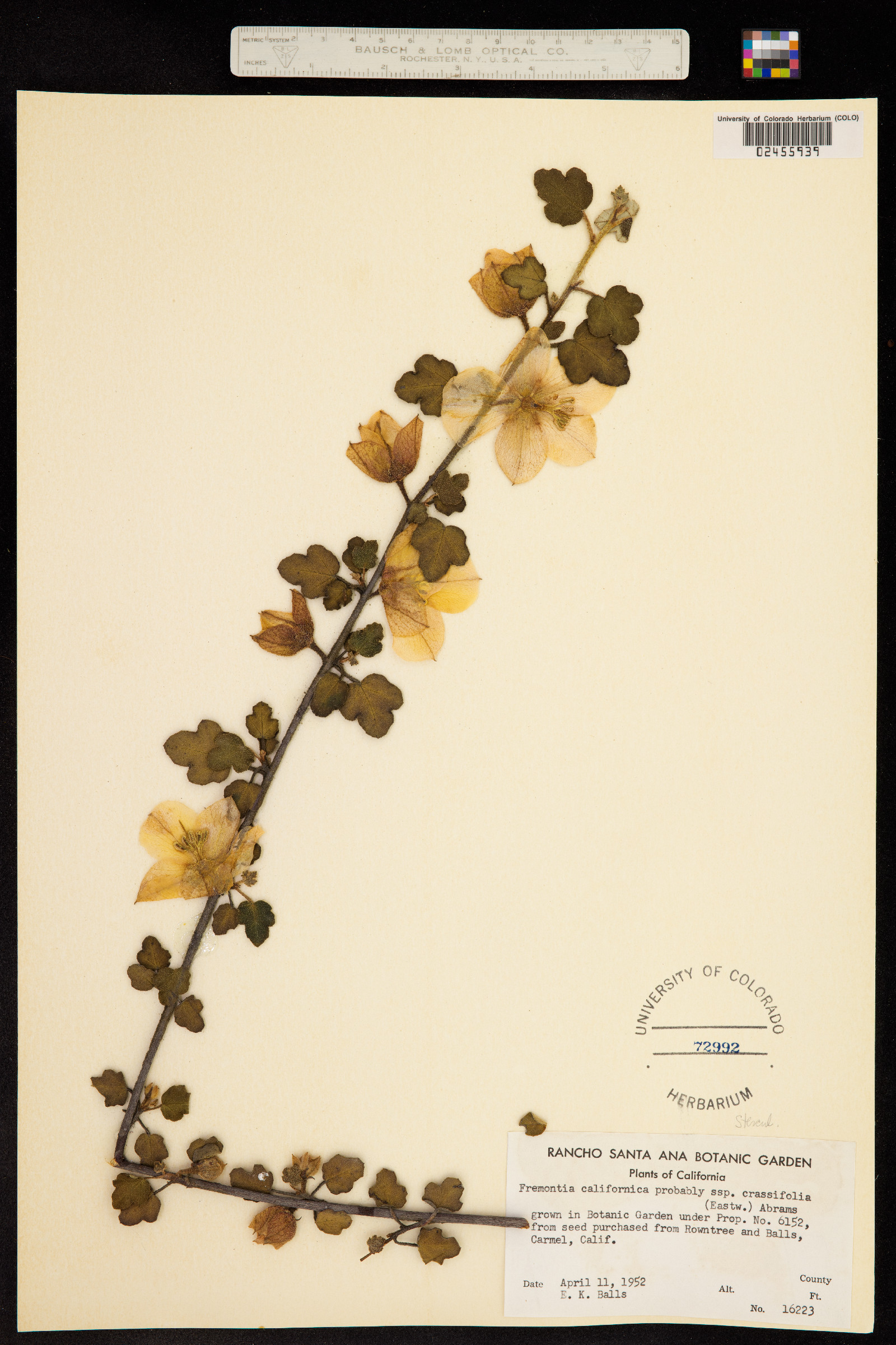 Fremontodendron californicum image