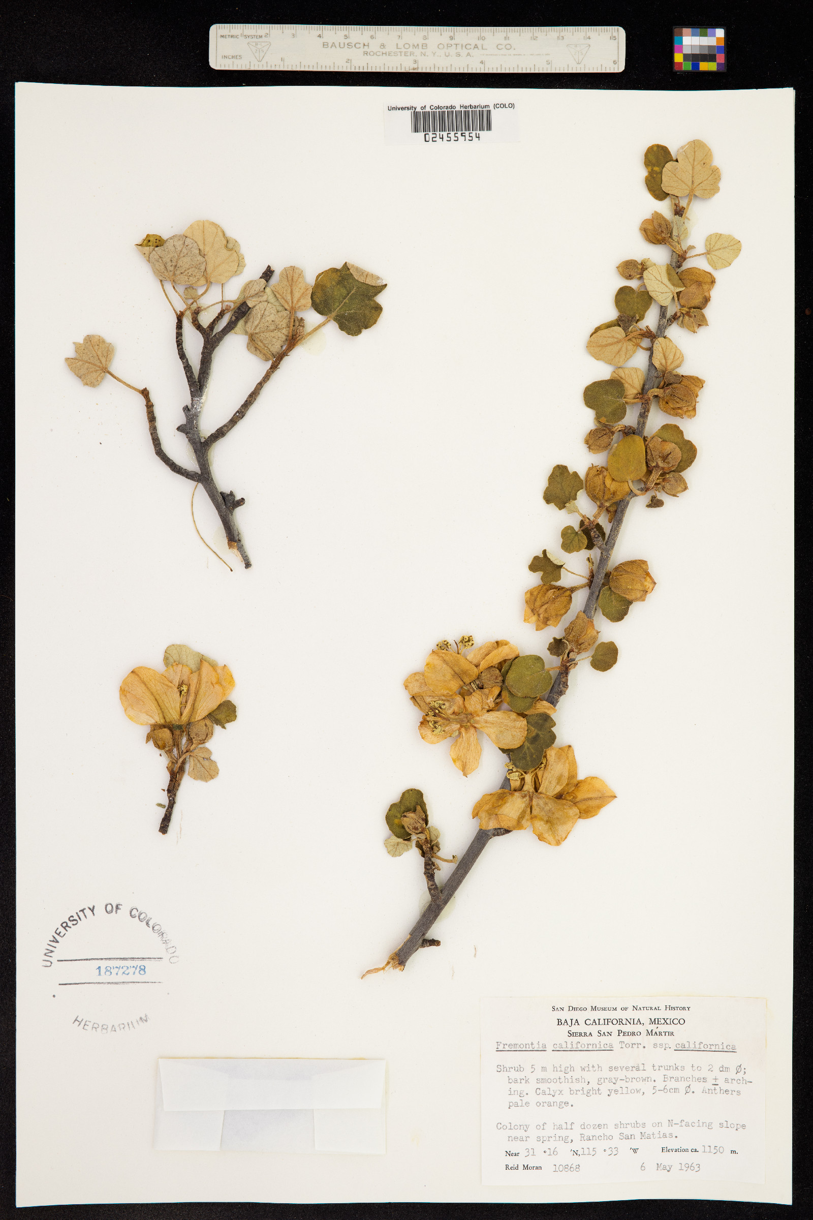 Fremontodendron californicum image