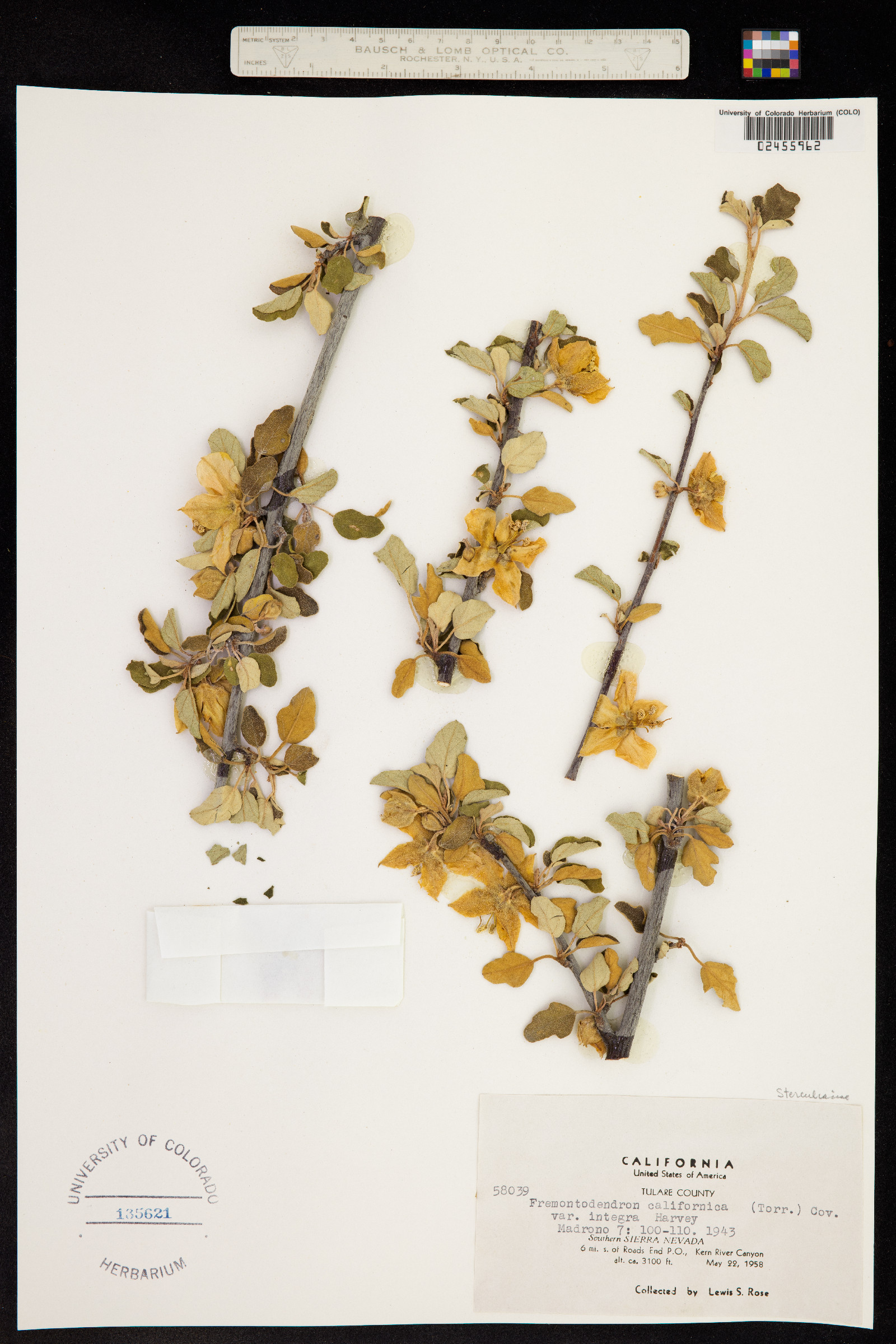 Fremontodendron californicum image