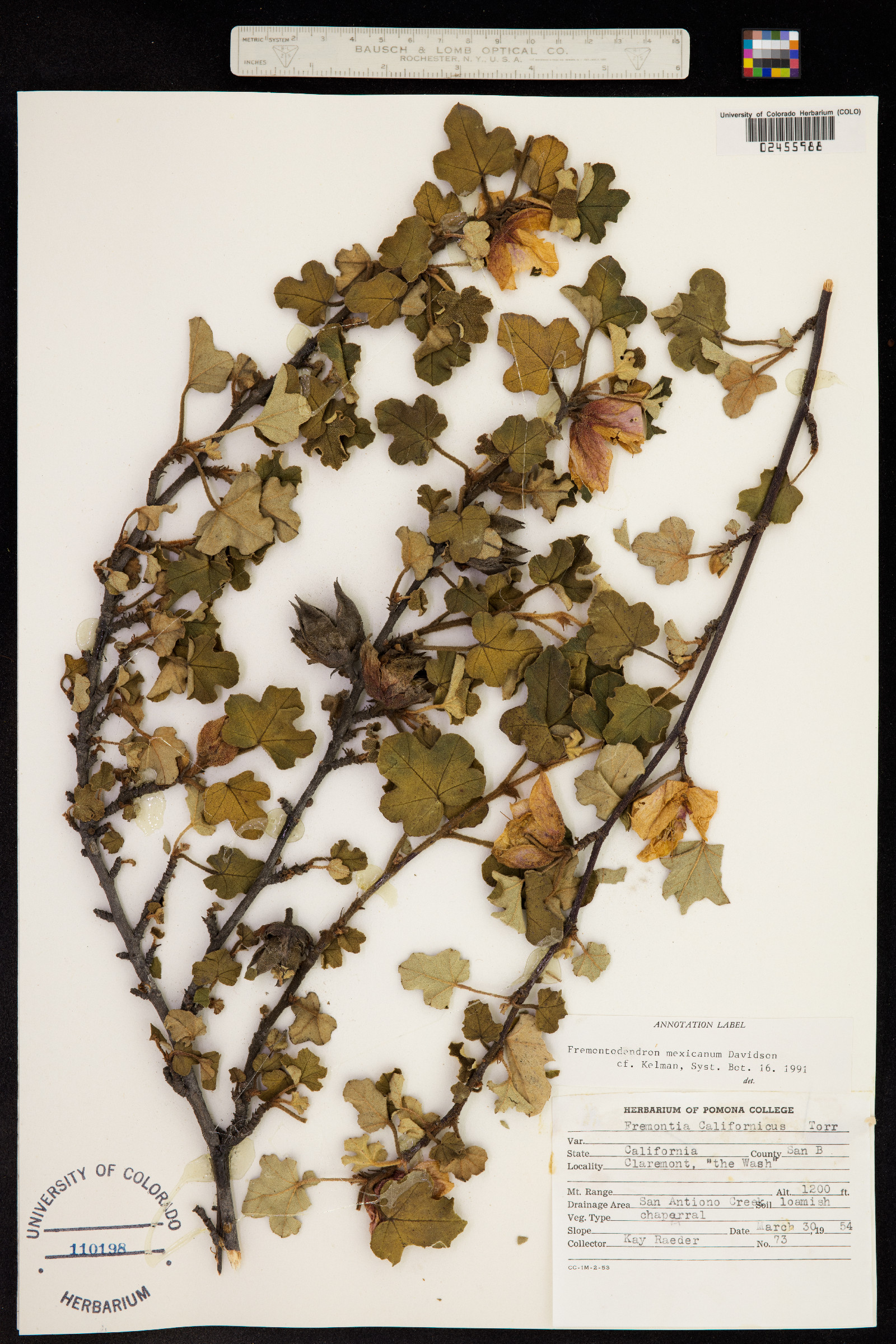 Fremontodendron mexicanum image