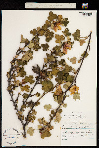 Image of Fremontodendron mexicanum