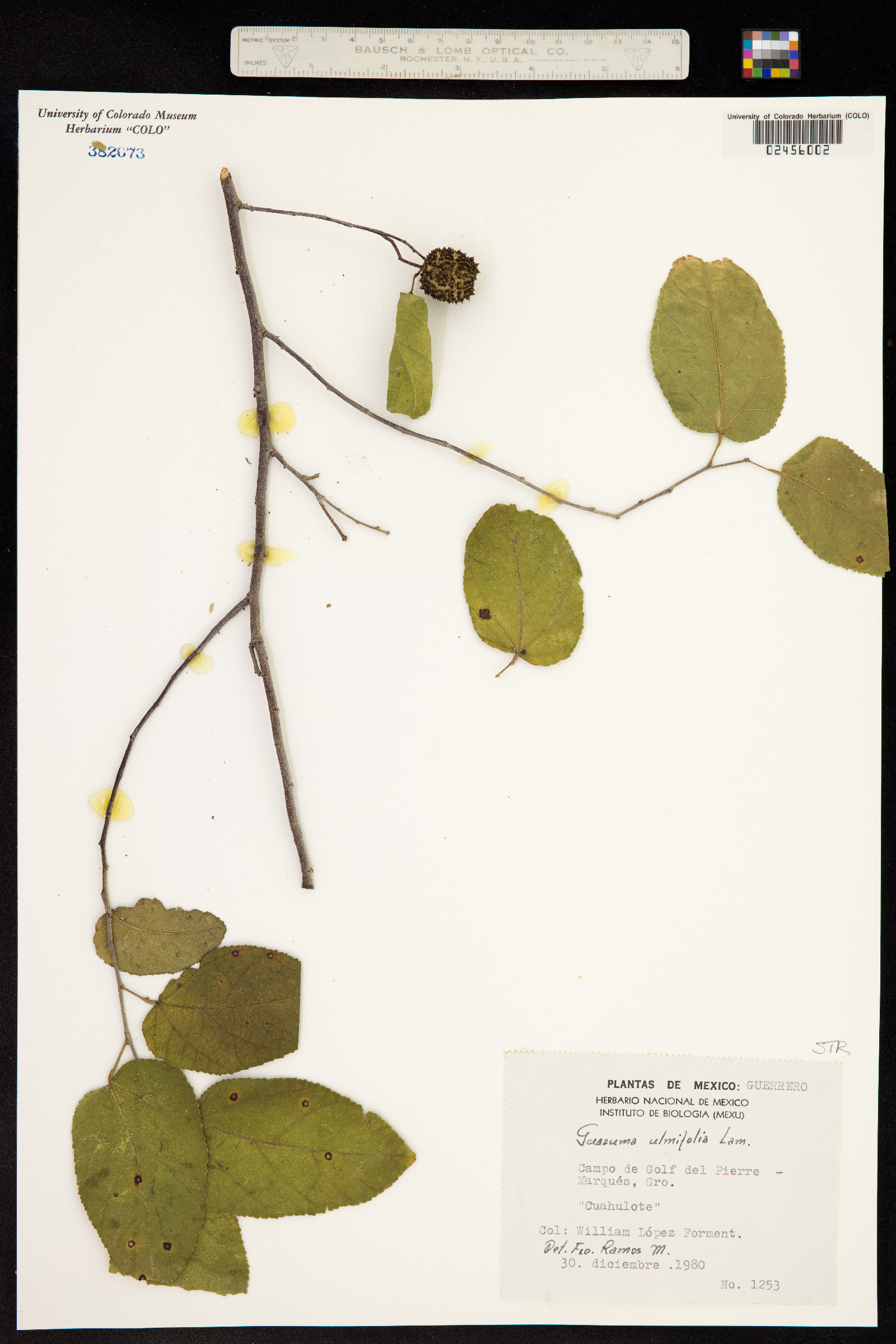 Guazuma ulmifolia image