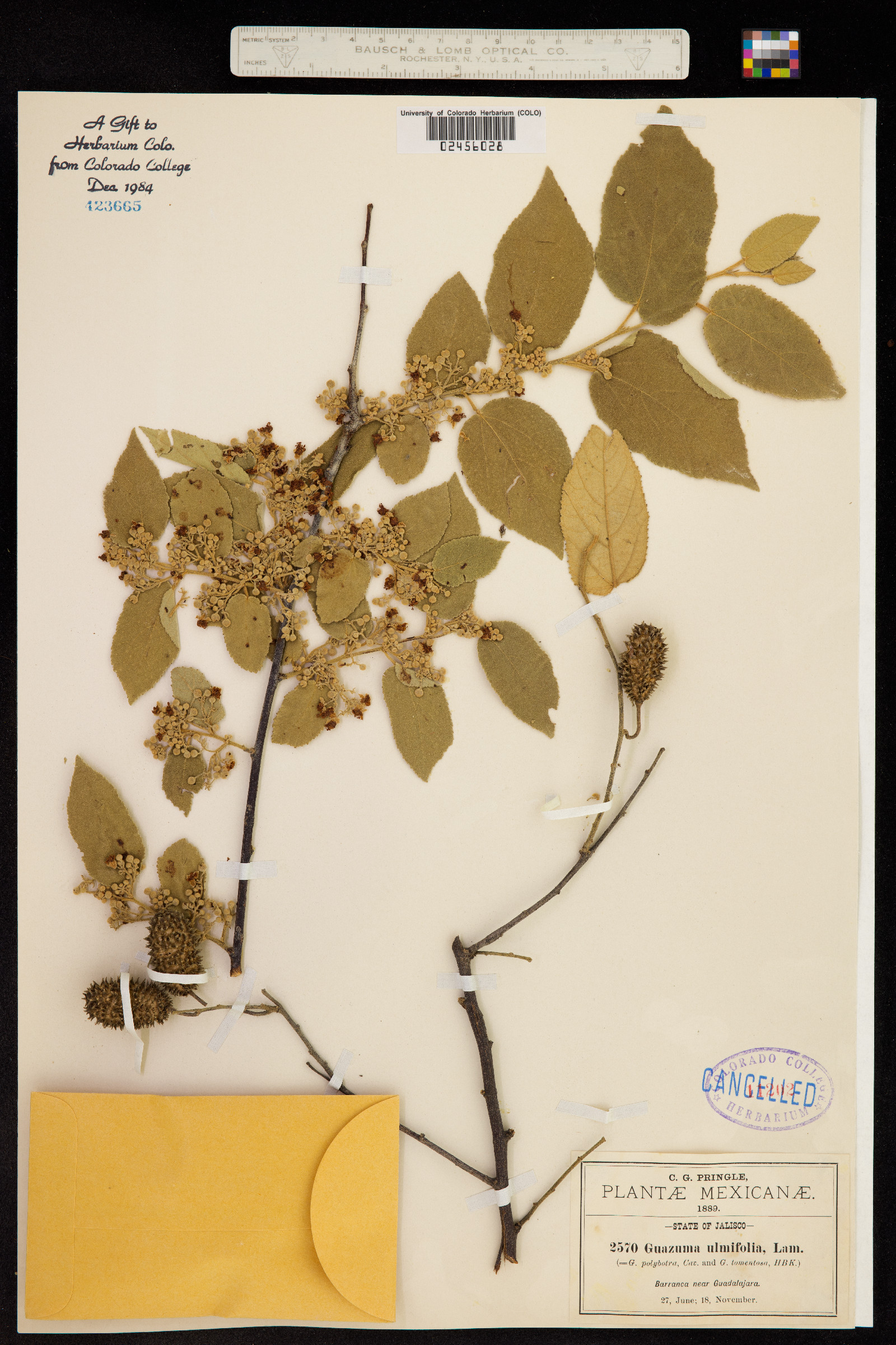 Guazuma ulmifolia image