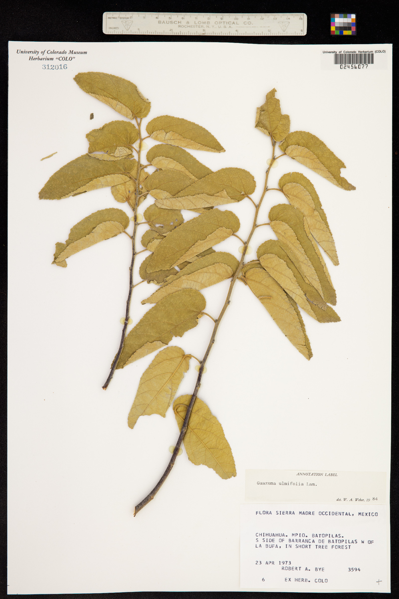 Guazuma ulmifolia image