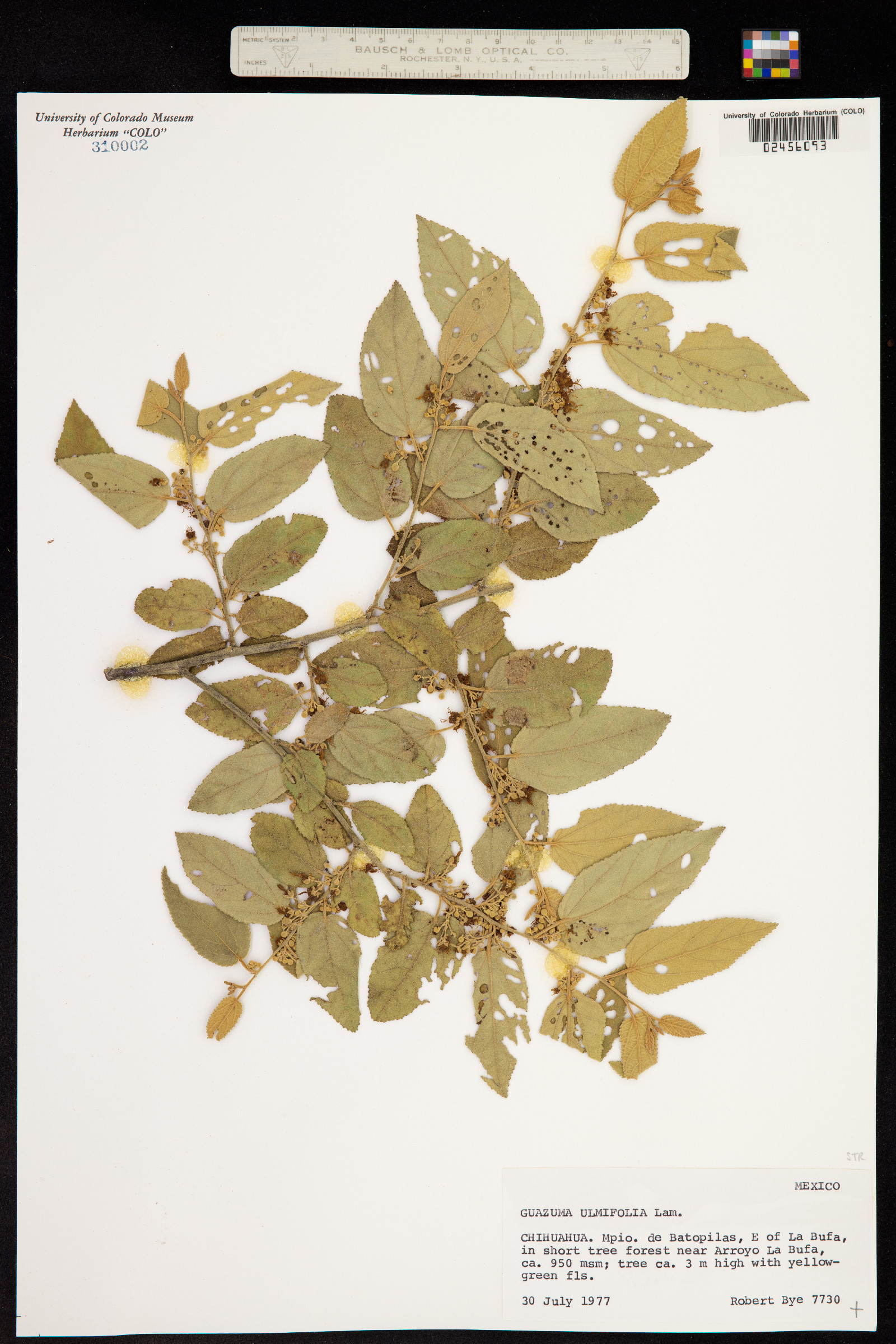 Guazuma ulmifolia image
