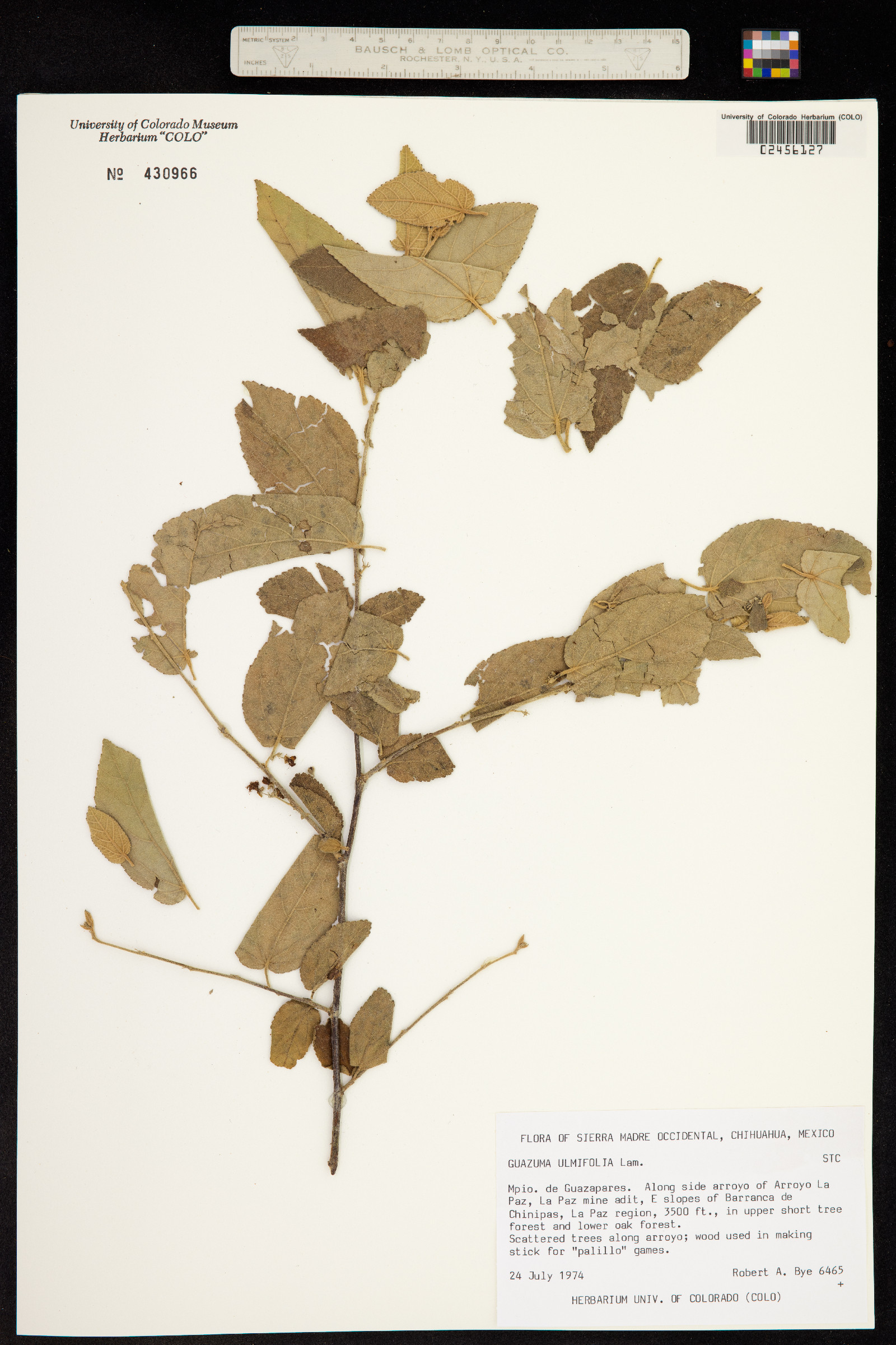 Guazuma ulmifolia image