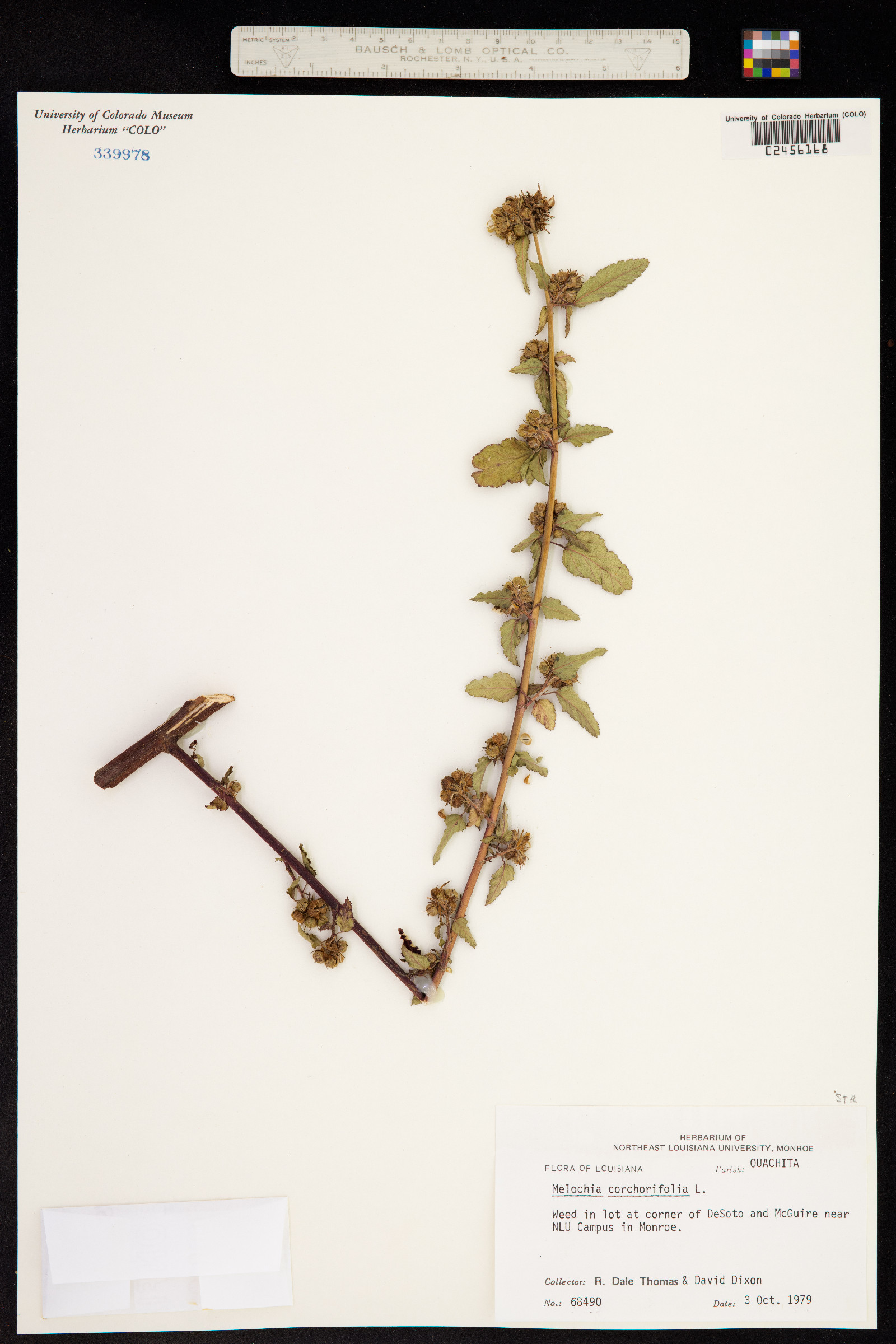 Melochia corchorifolia image