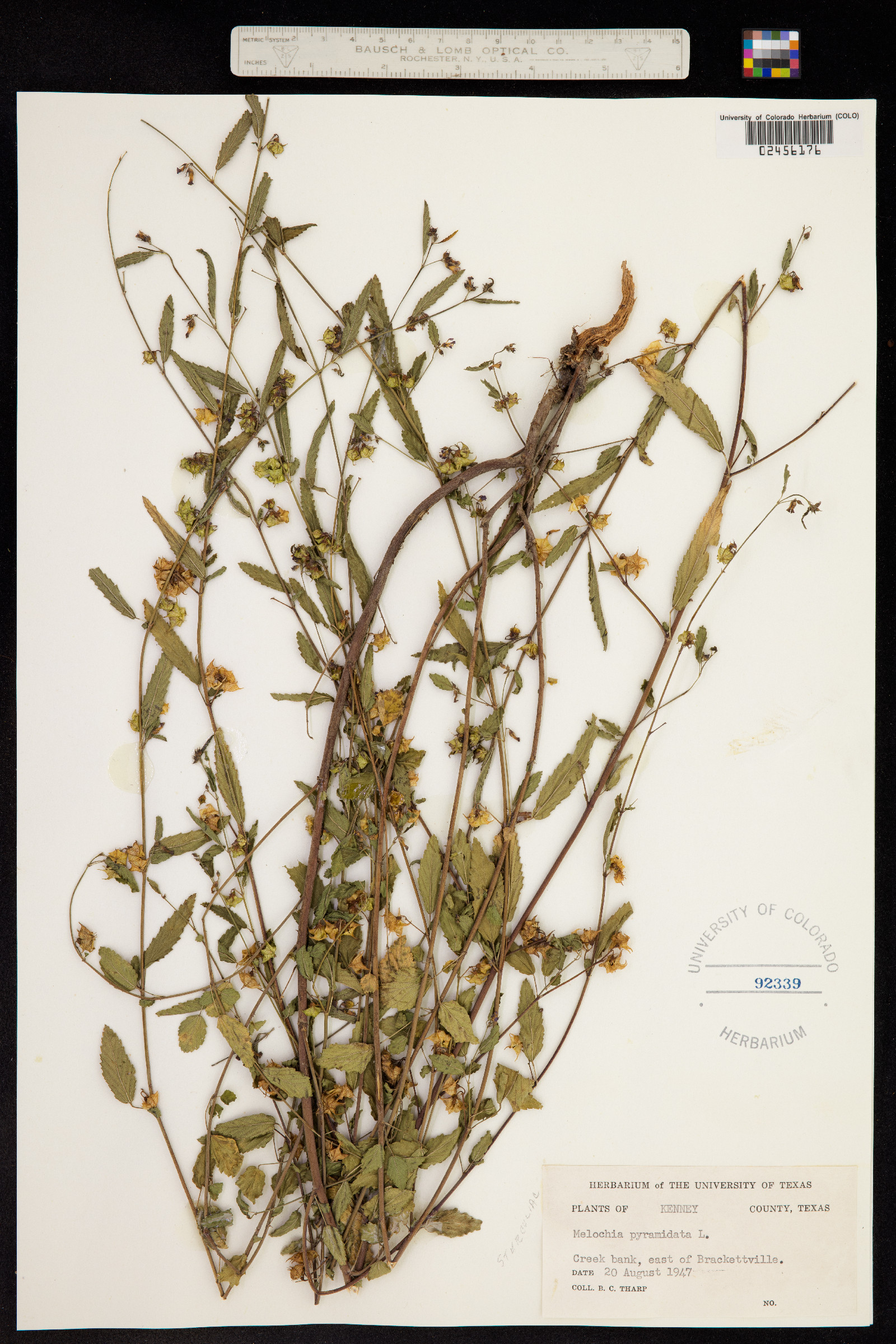 Melochia pyramidata image