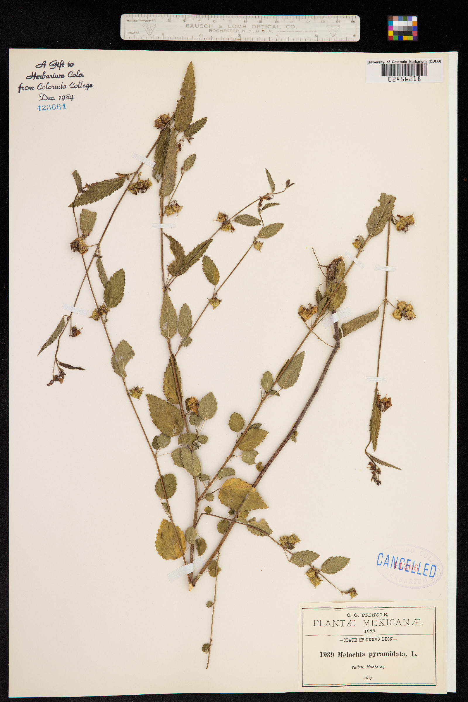 Melochia pyramidata image