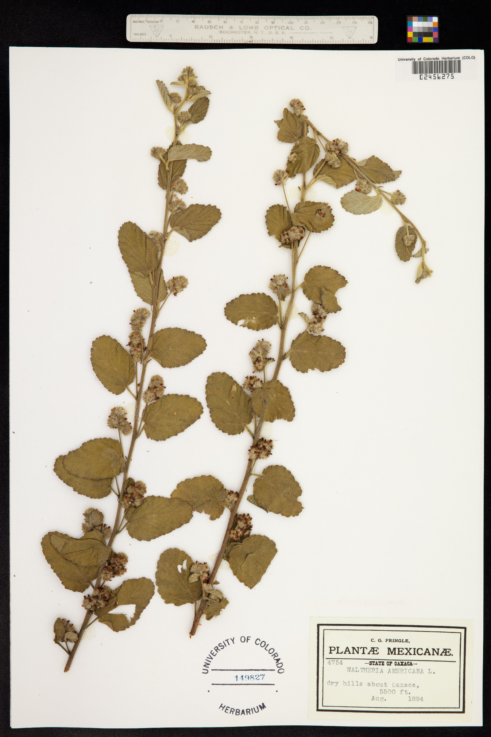 Waltheria indica image
