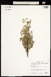Waltheria indica image