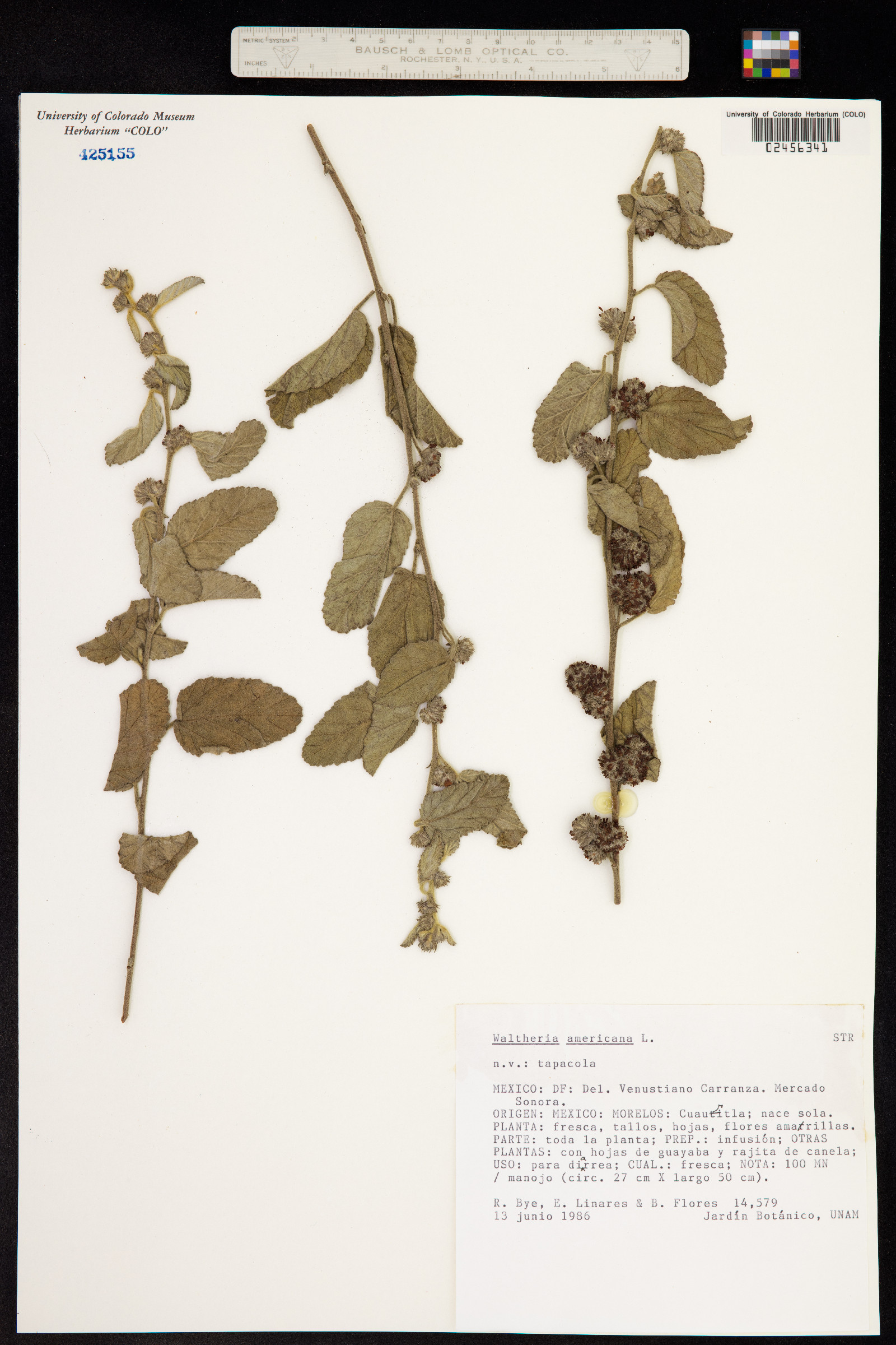 Waltheria indica image