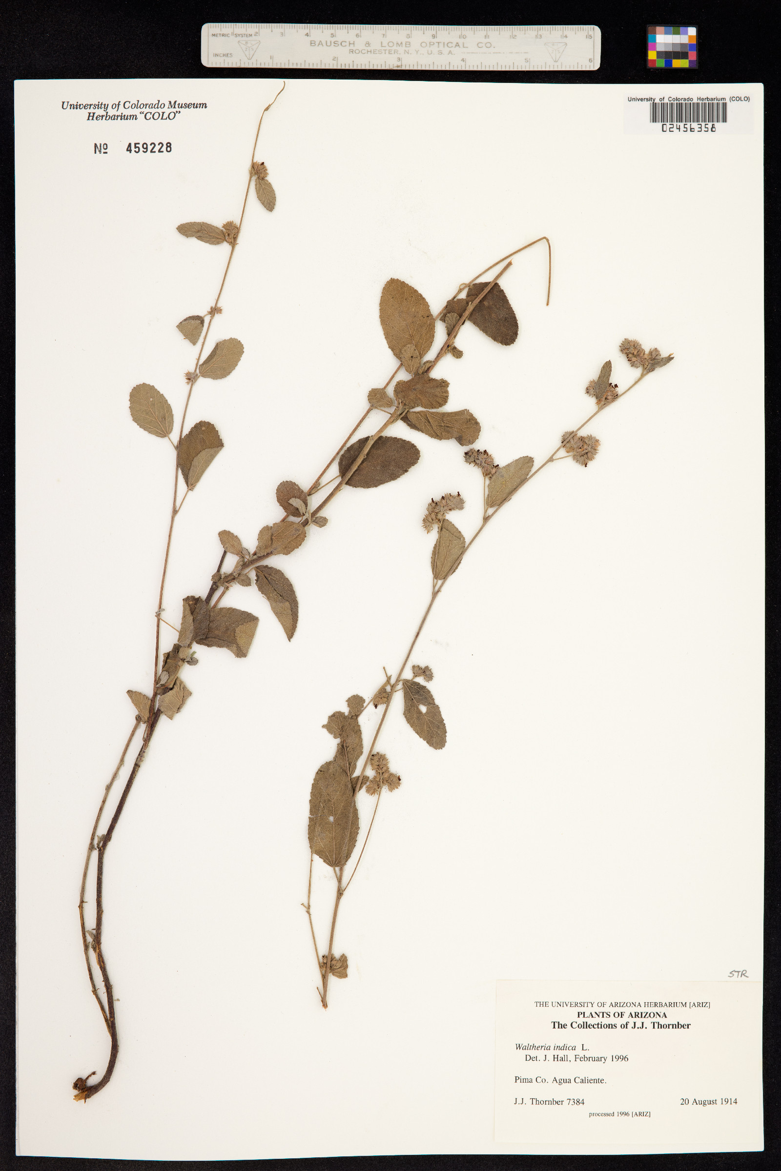 Malvaceae image