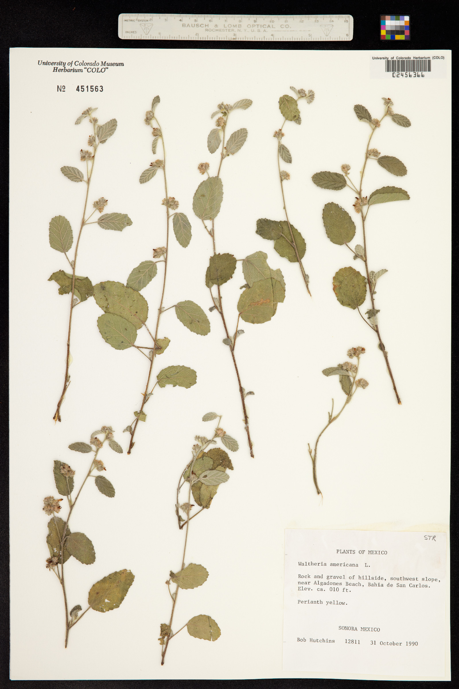 Waltheria image