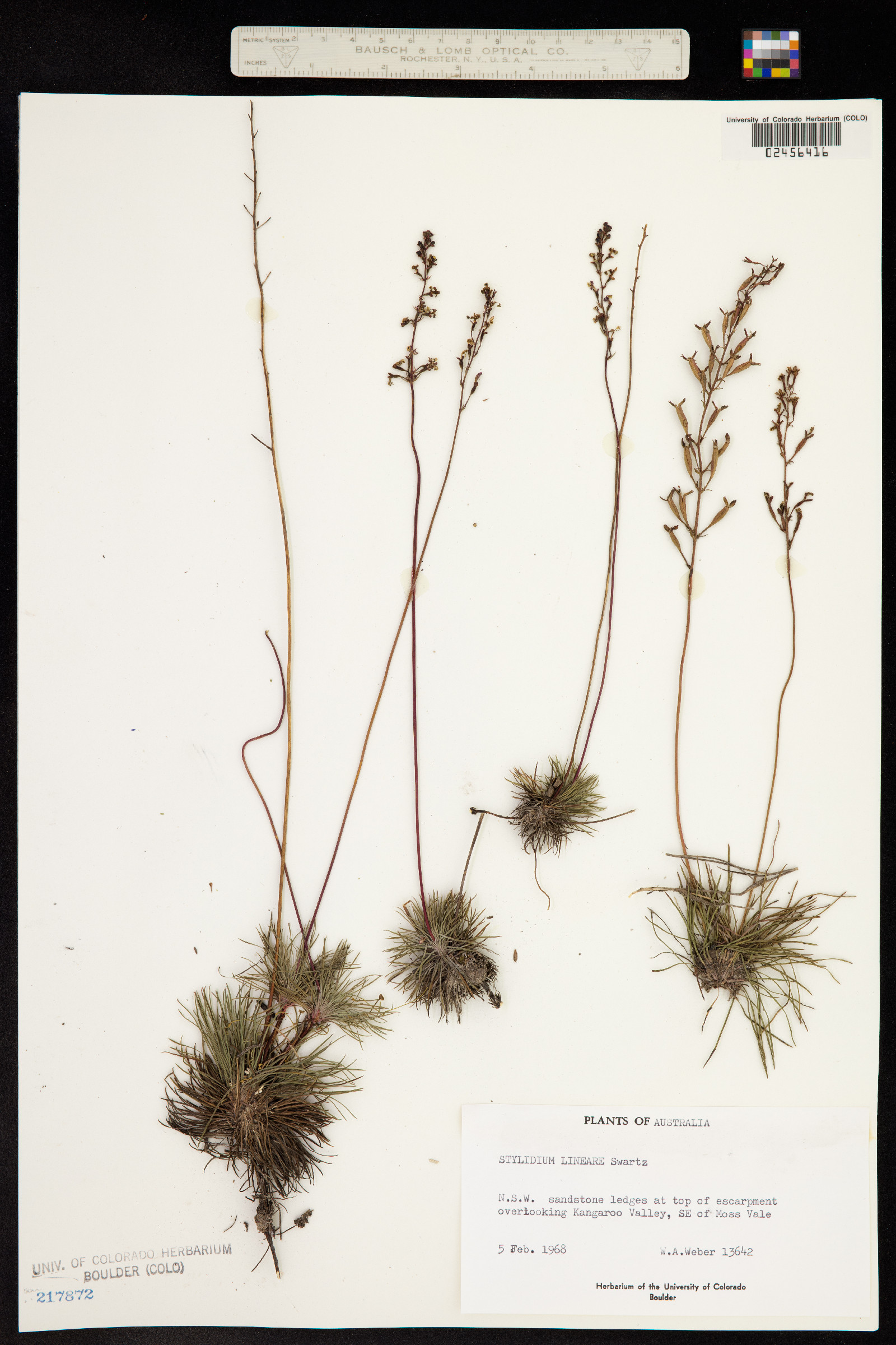 Stylidium lineare image